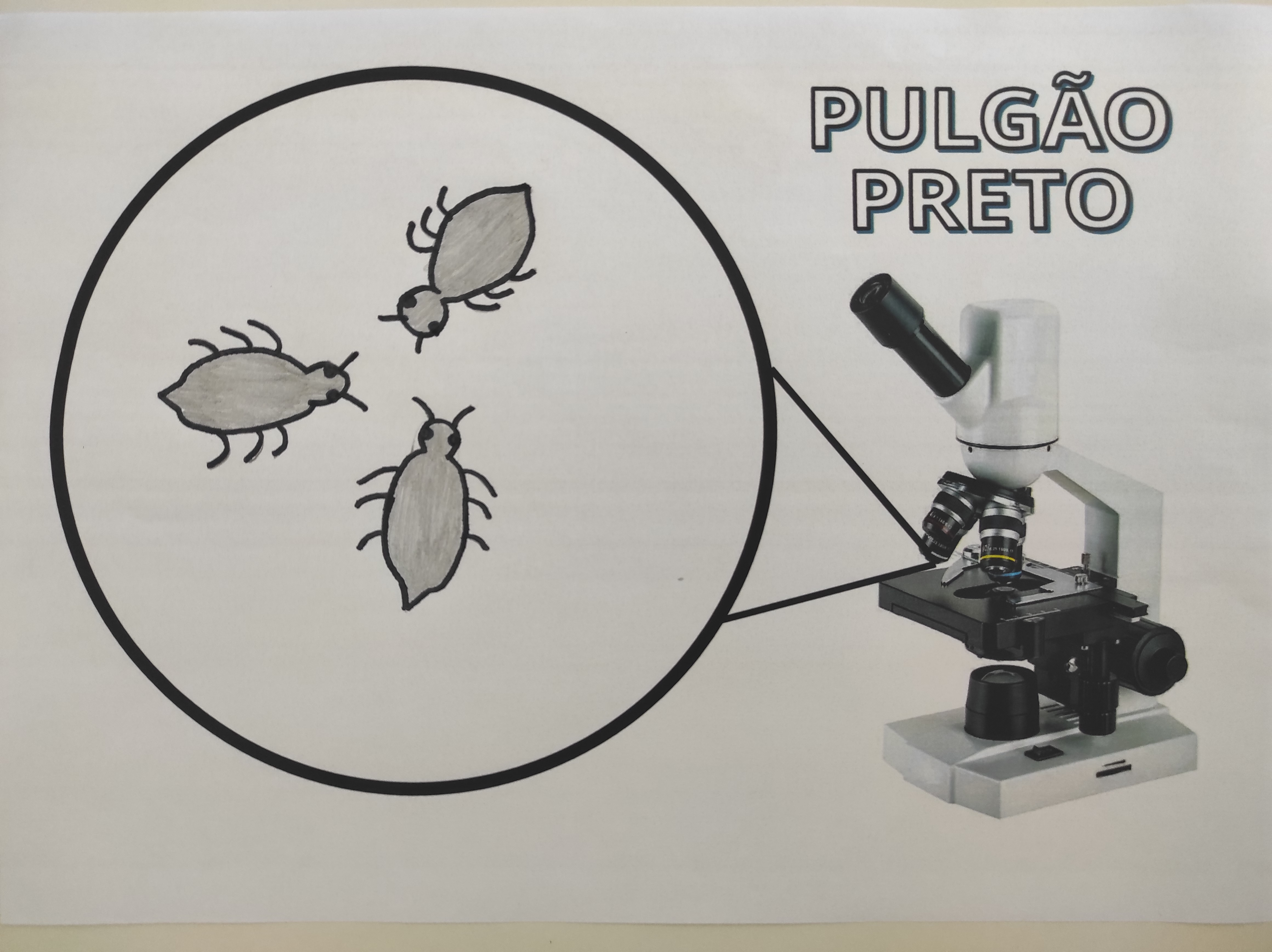 Pulgão Preto (nome científico - Toxoptera citricida)