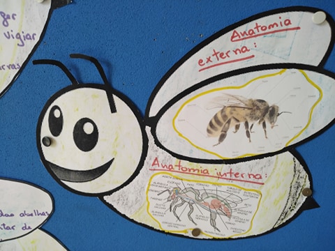 Anatomia da abelha. Como é por fora e como é por dentro.
