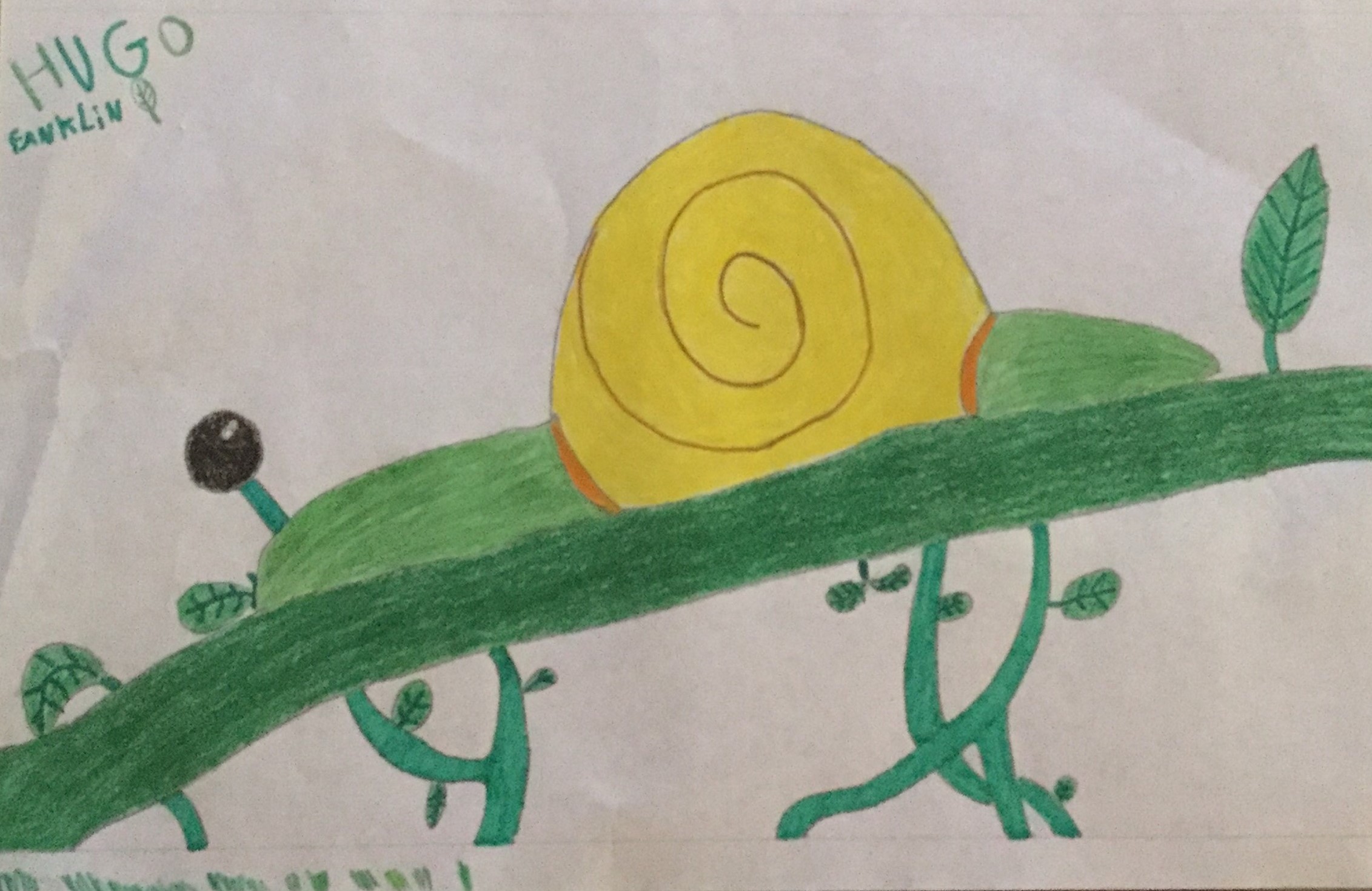 Caracol - A fotografia é uma ilustração do caracol, que foi feita por um aluno do 6ºano, pertencente ao Clube do Ambiente da Escola.