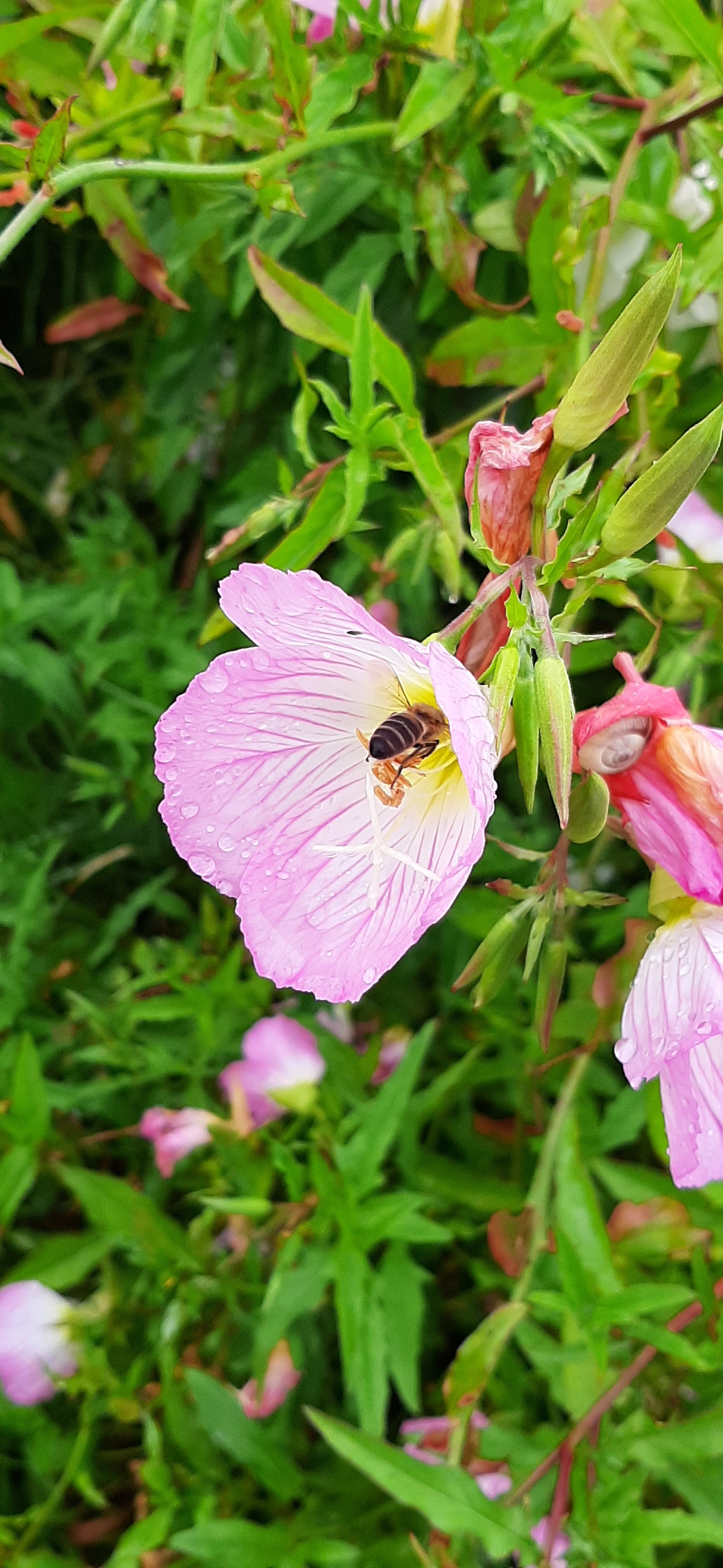 Foto da abelha
