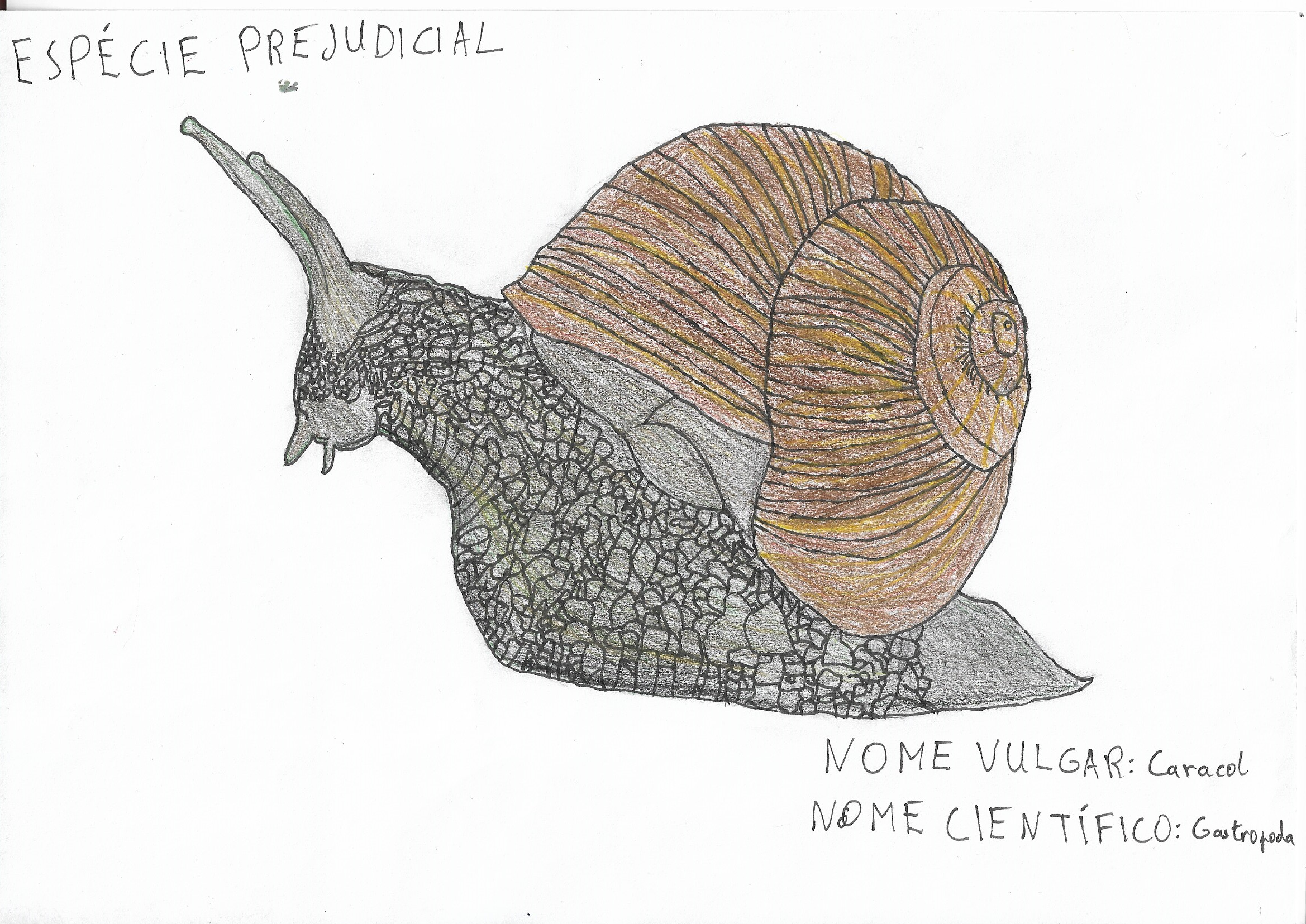 Nome vulgar: Caracol
Nome científico: Gastropoda