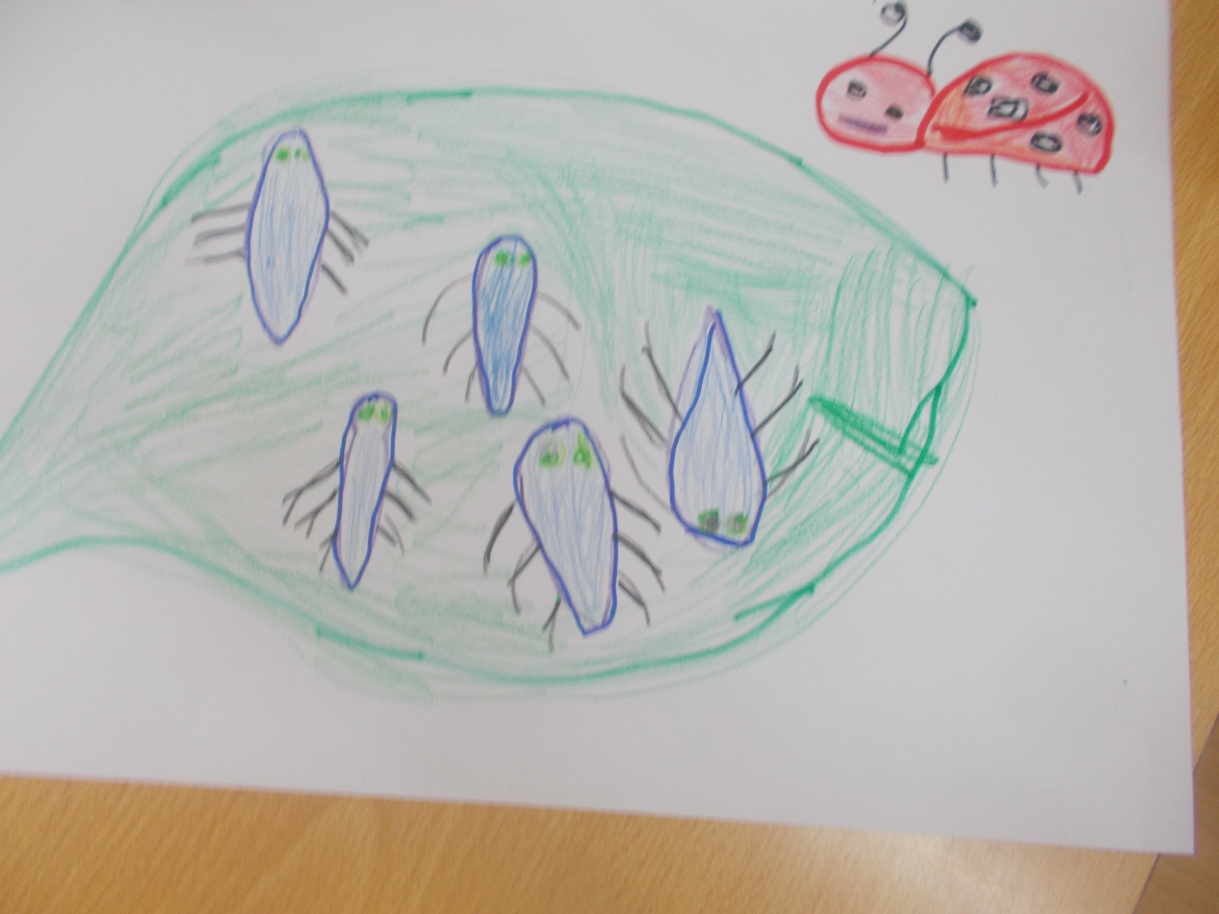 Larvas de joaninha-desenho do Guilherme de 5 anos.