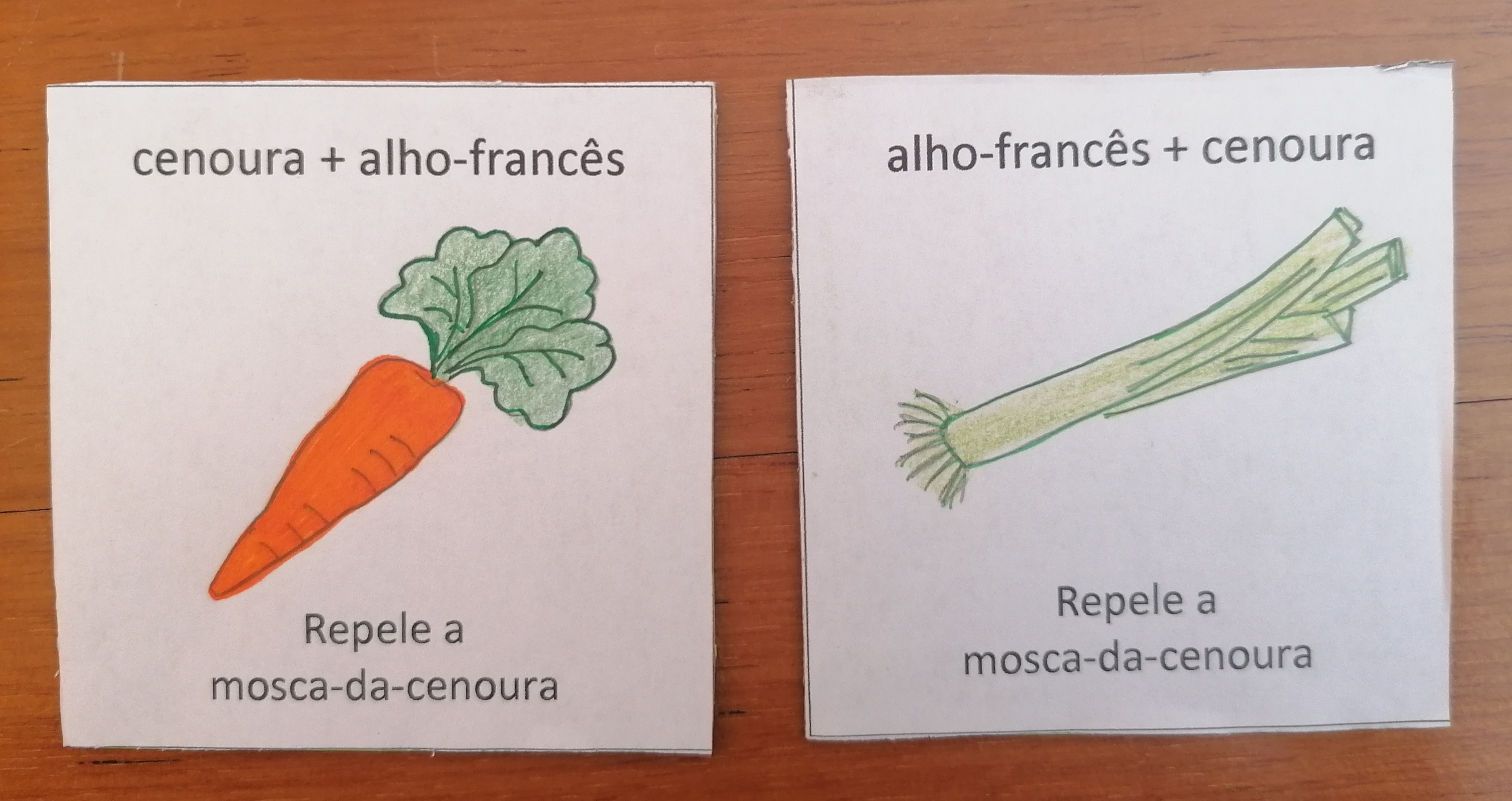 cenoura+alho-francês