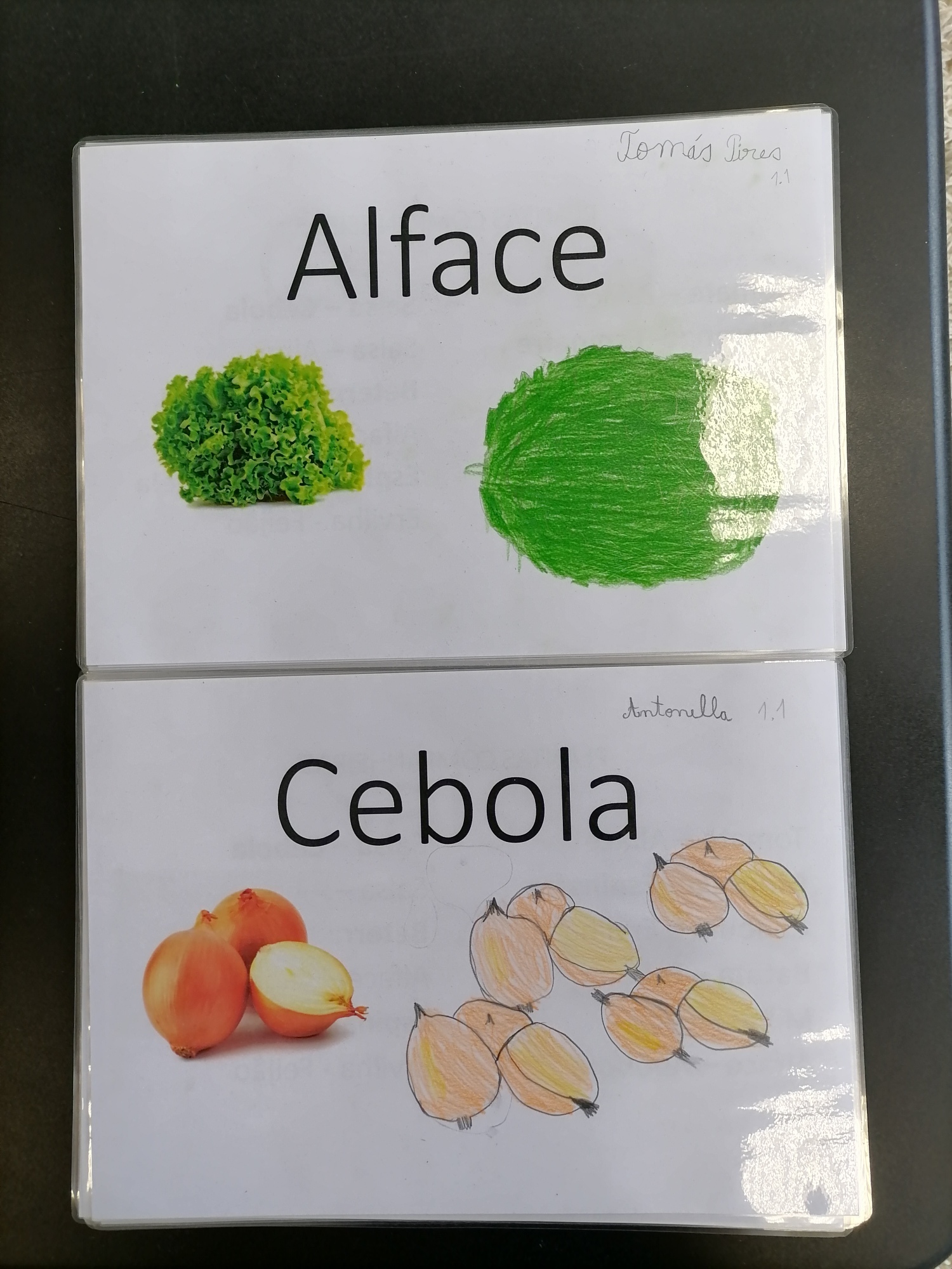 Consorciação de Alface e Cebola