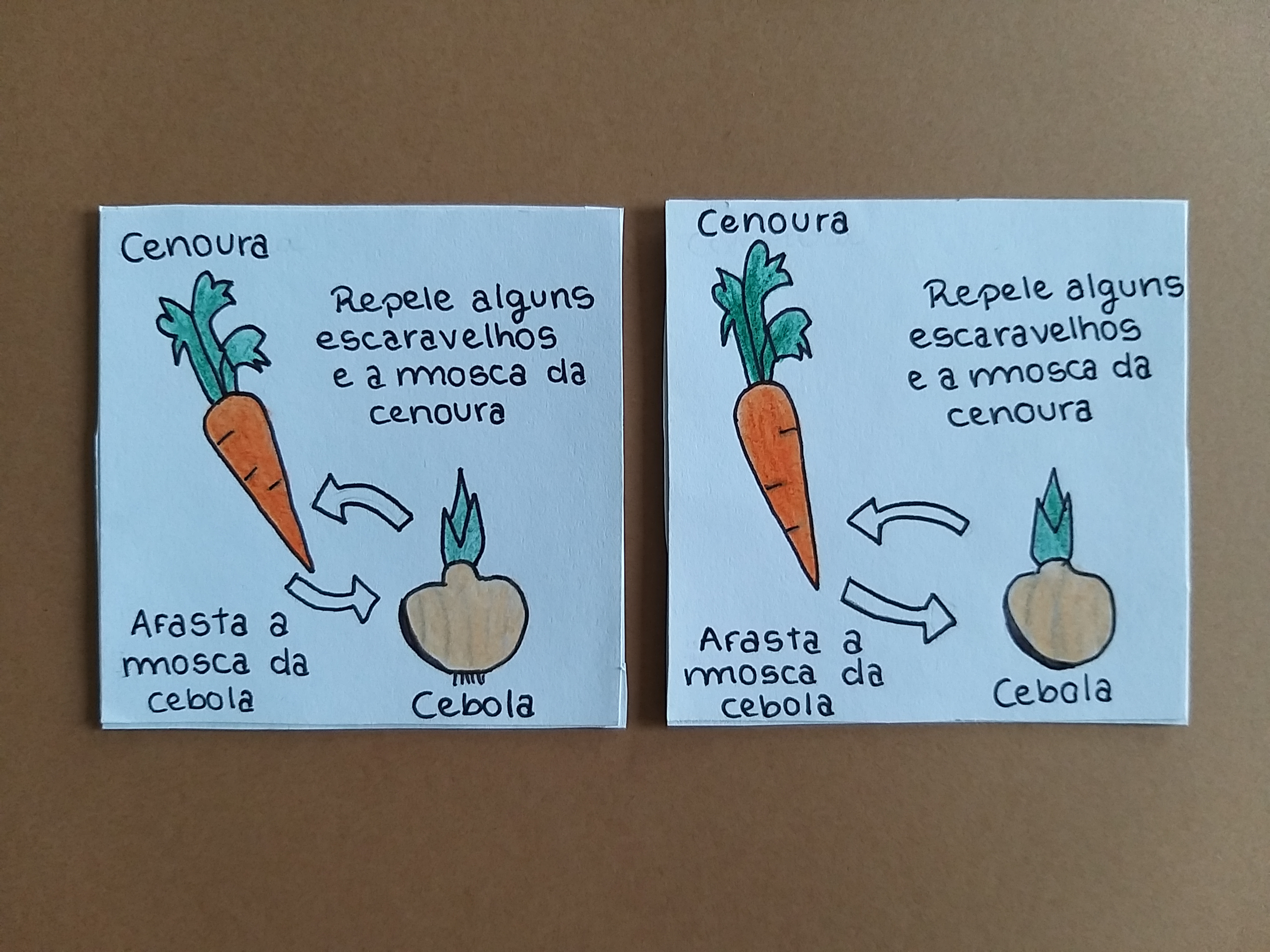 Pormenor da consociação: cenoura/cebola