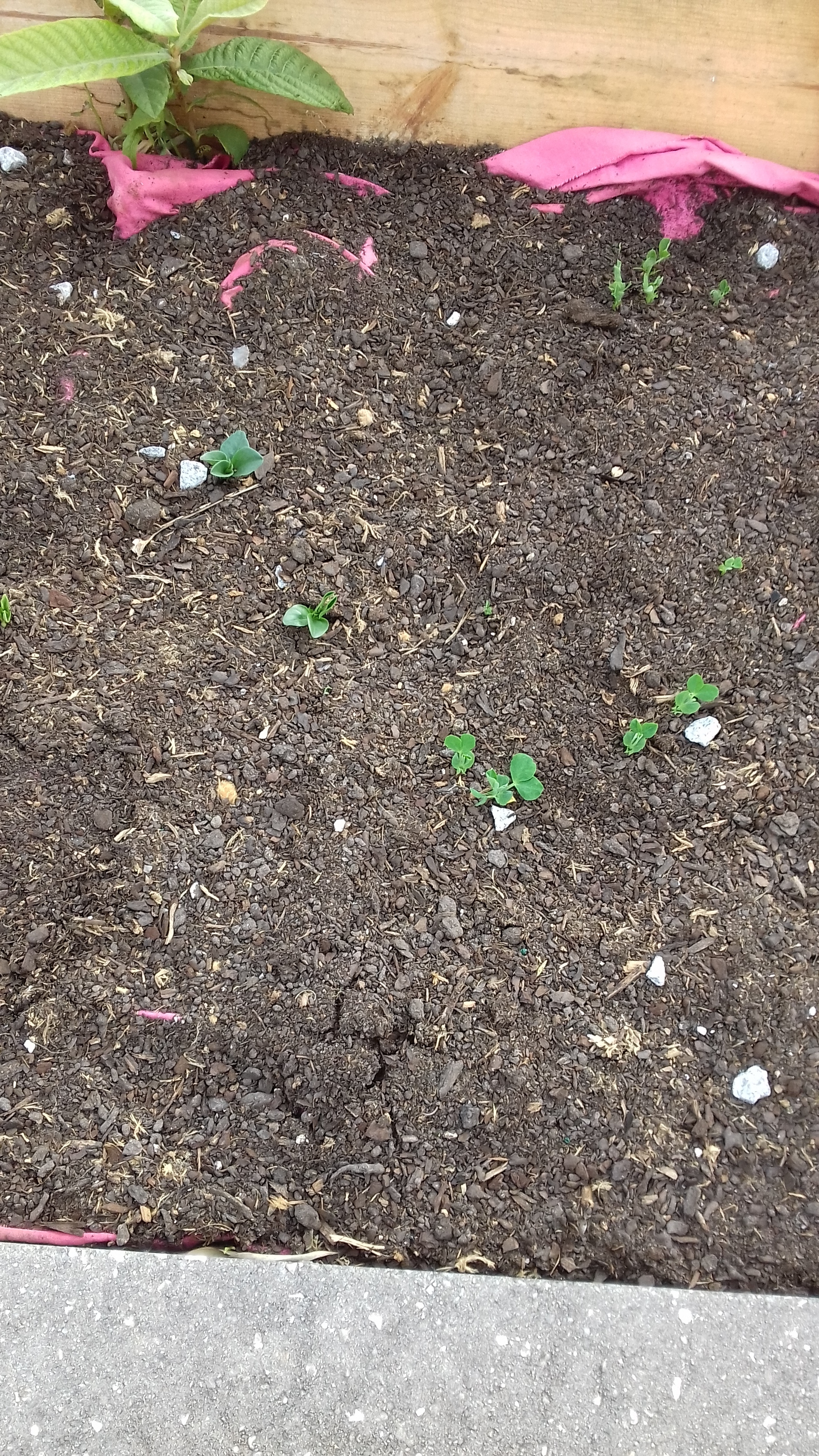 No princípio de março começámos a semear: ervilhas, favas, cebolas, alfaces, nabiças couves e tomates.