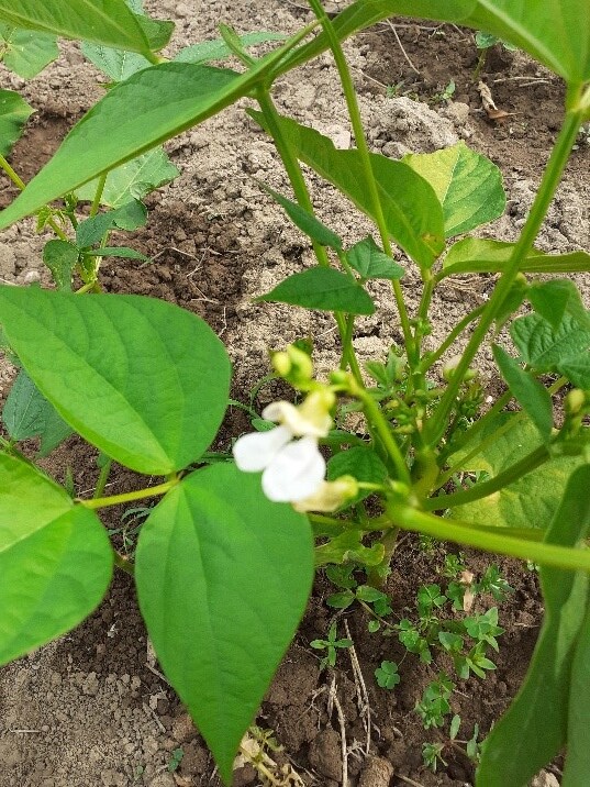 Exemplar da planta de feijão em floração