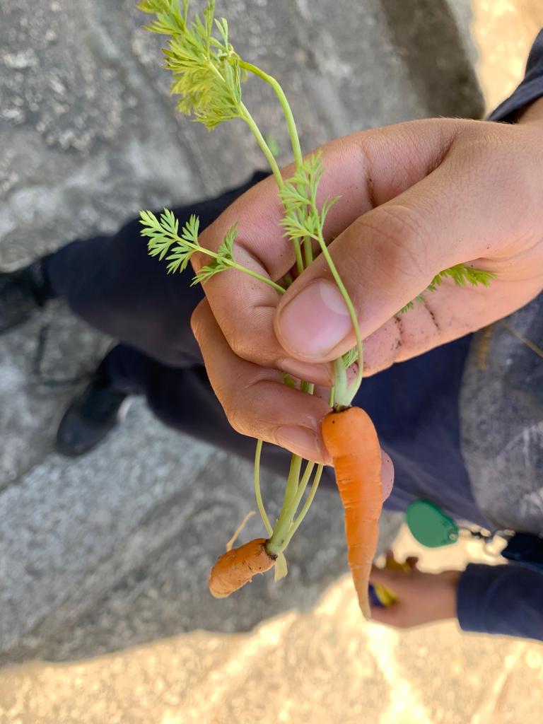 Colheita das primeiras cenouras e degustação