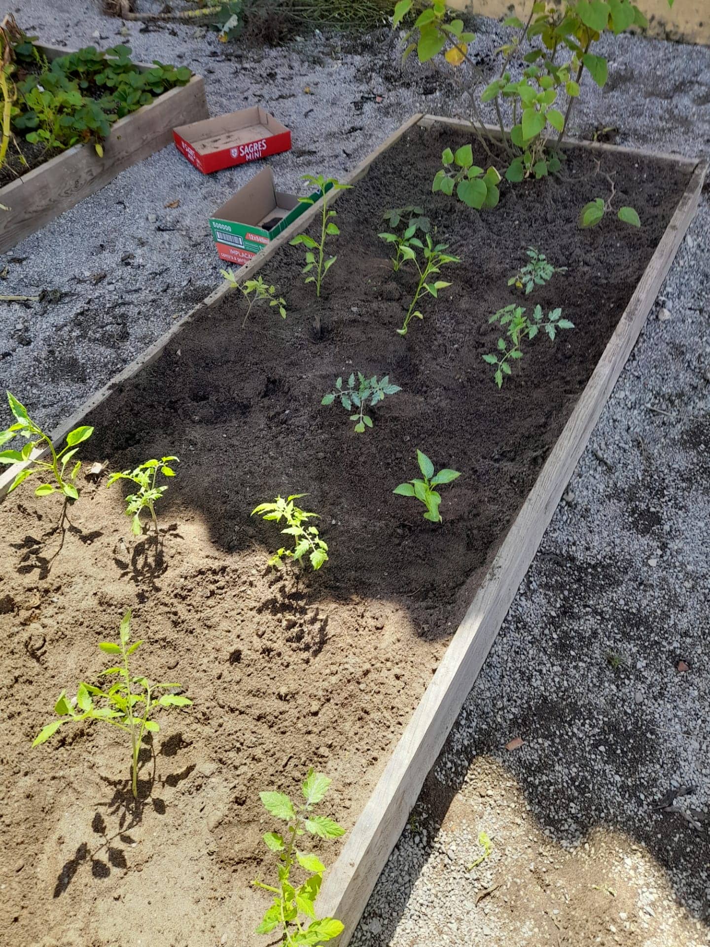 Plantámos tomateiros.