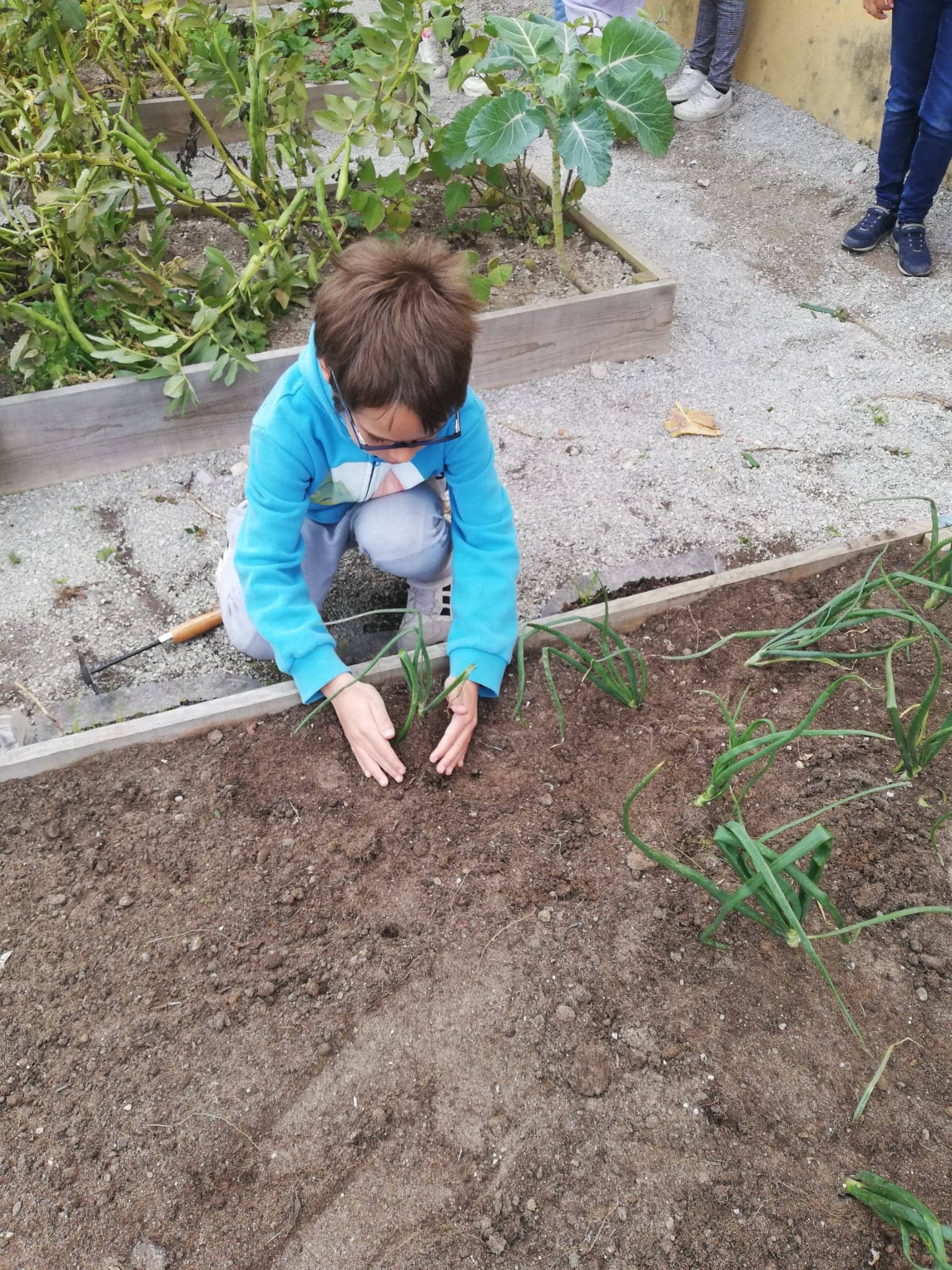 Plantámos cebolas.