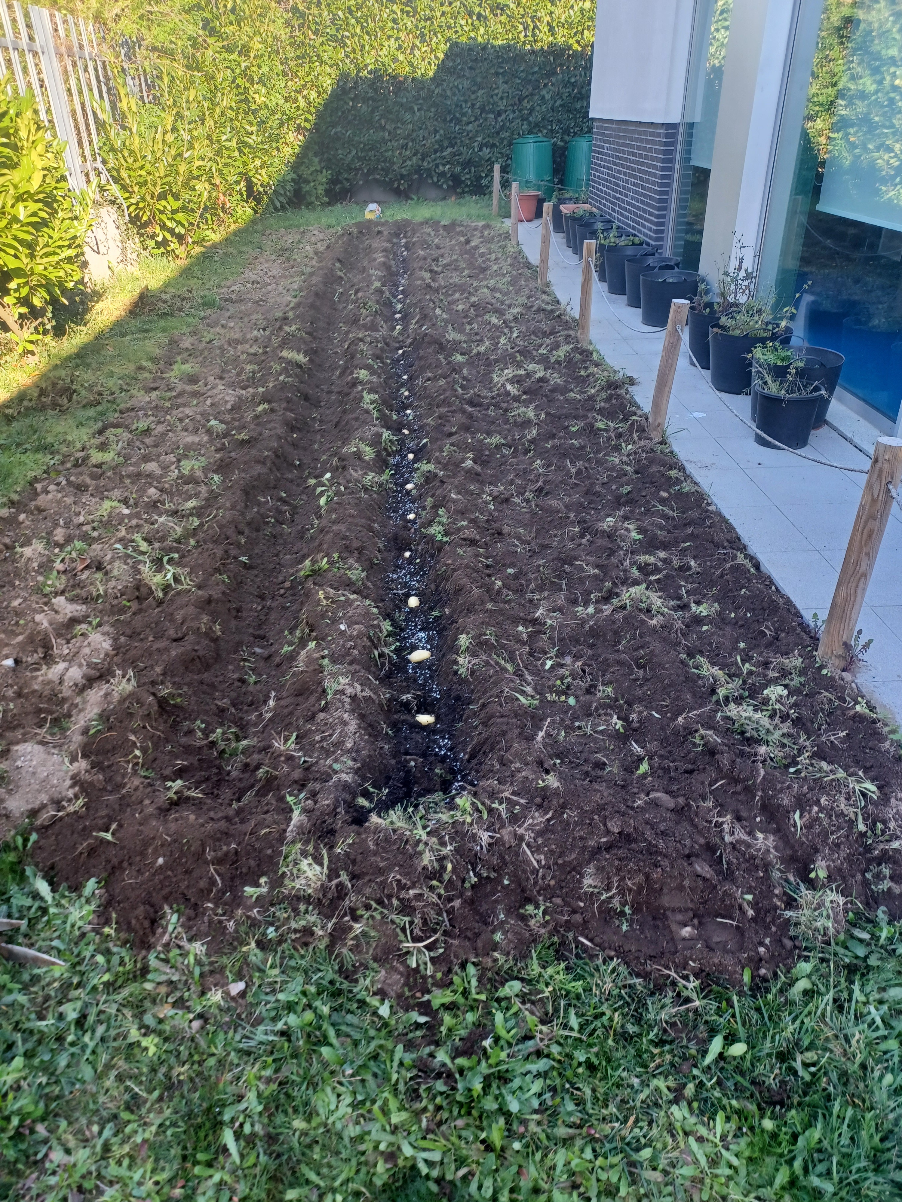 Sementeira de batatas
No final do mês de fevereiro, os alunos do 2.º ano da EB1/JI do Século procederam à sementeira de batatas no espaço da Horta Biológica. Para isso, sacharam a terra, retiraram as ervas daninhas, abriram os regos, adubaram com compost