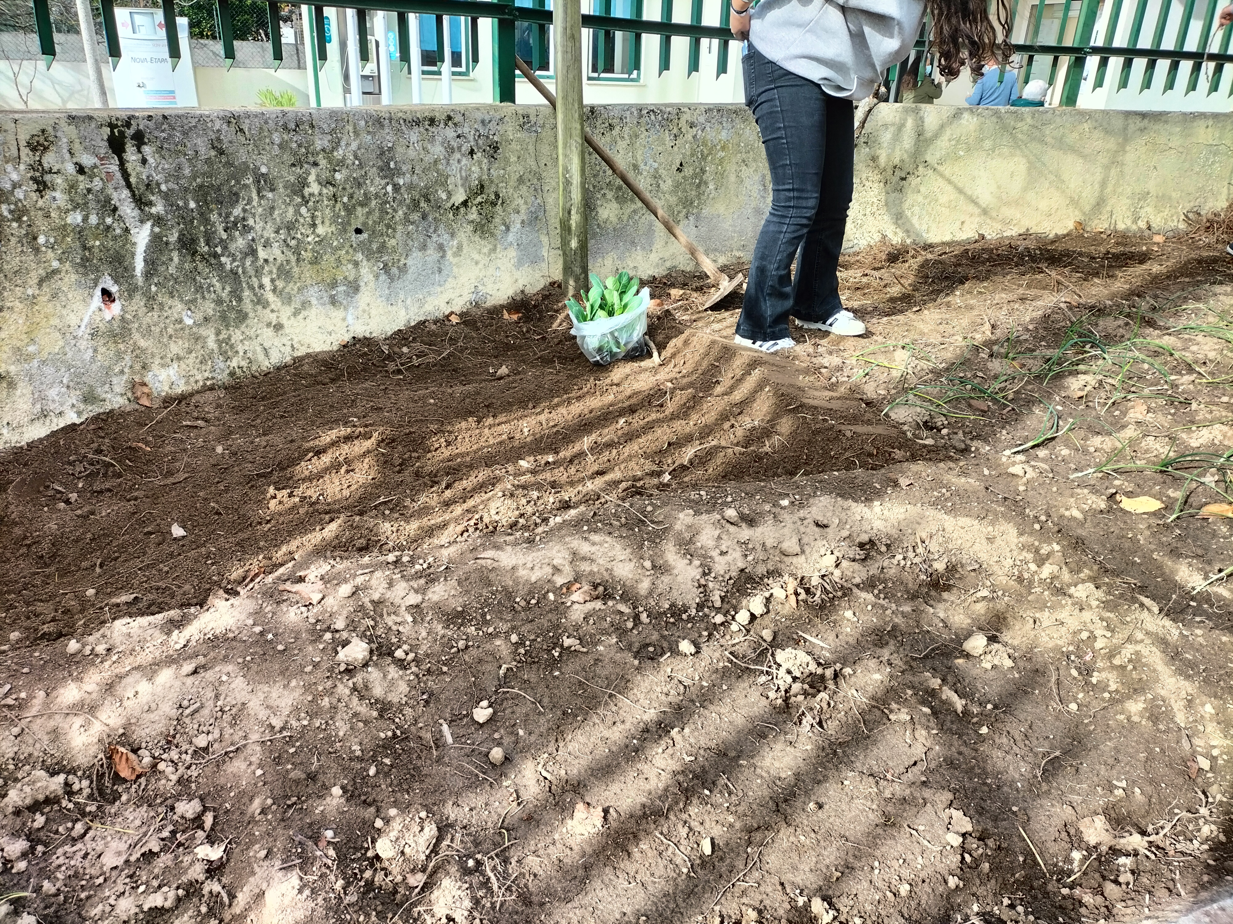 Preparação do terreno e plantação
