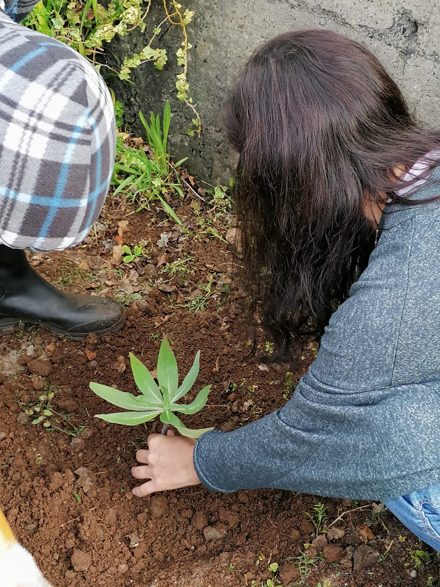 Plantação de um maçaroco no Jardim/Horta da nossa escola.