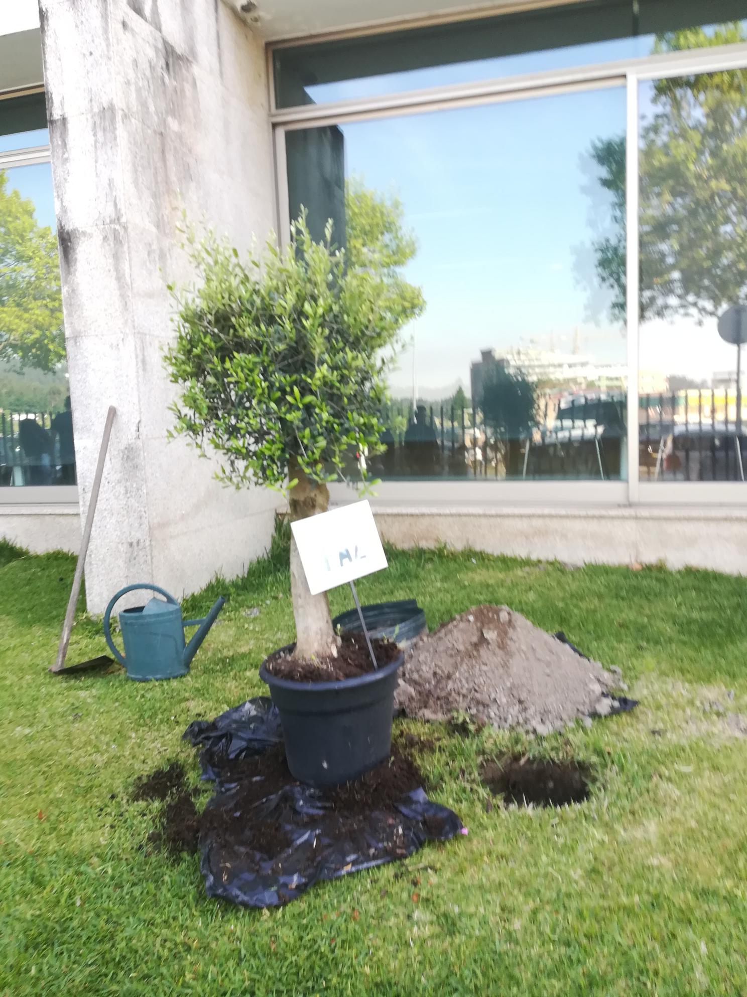 Plantação de uma oliveira no jardim da escola