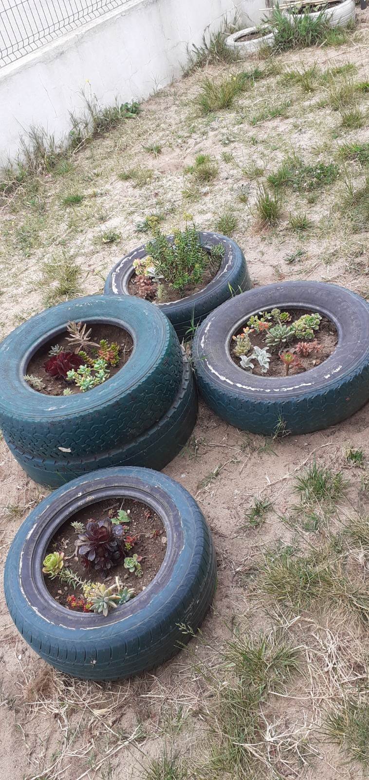 Jardim de Infância
Não sendo efetivamente uma horta...os pneus foram reutilizados para se fazer um MARAVILHOSO jardim de suculentas.