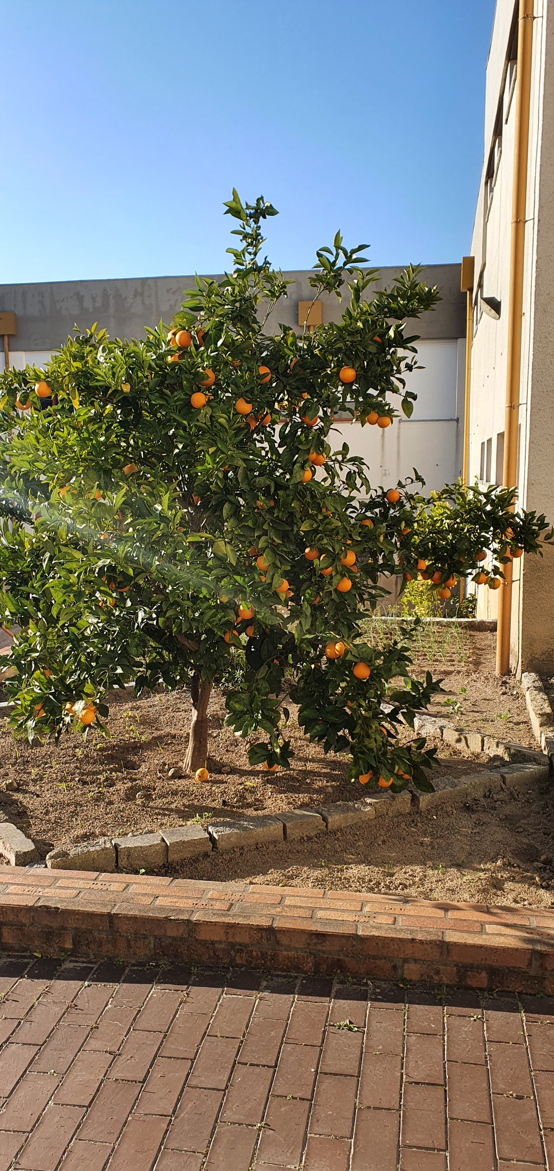 A laranjeira da horta cheia de laranjas...