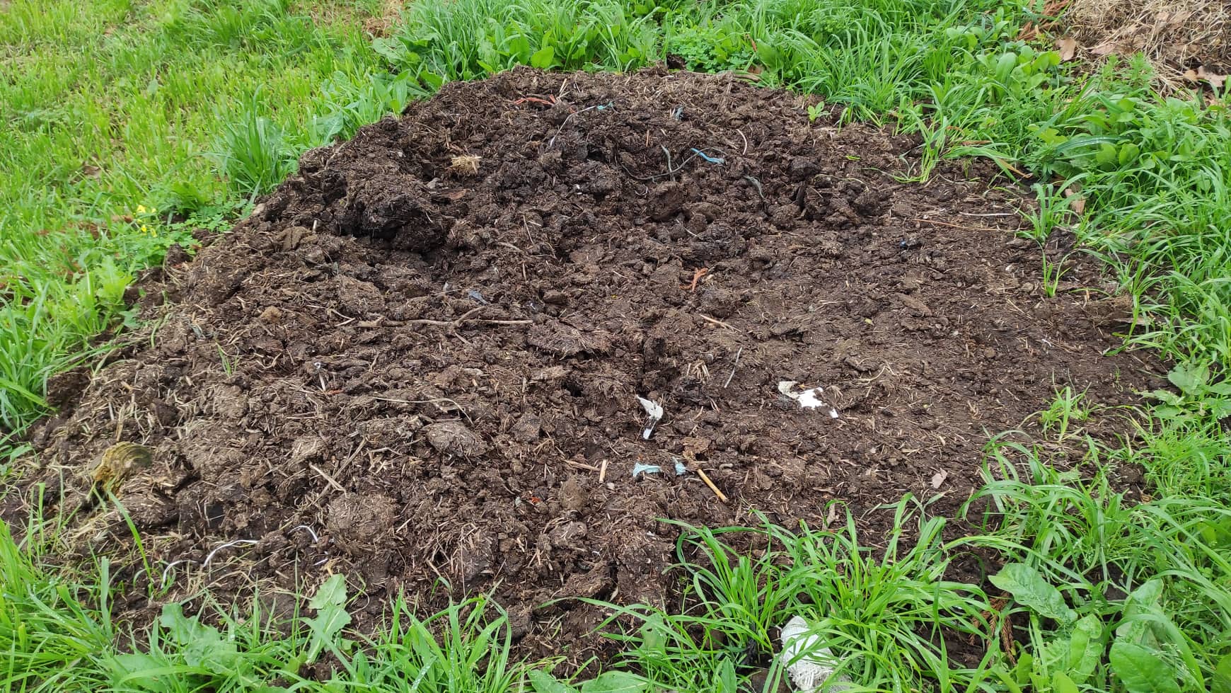 Estrume no solo: fertilização do solo com estrume dos compostores e fezes de cabras.