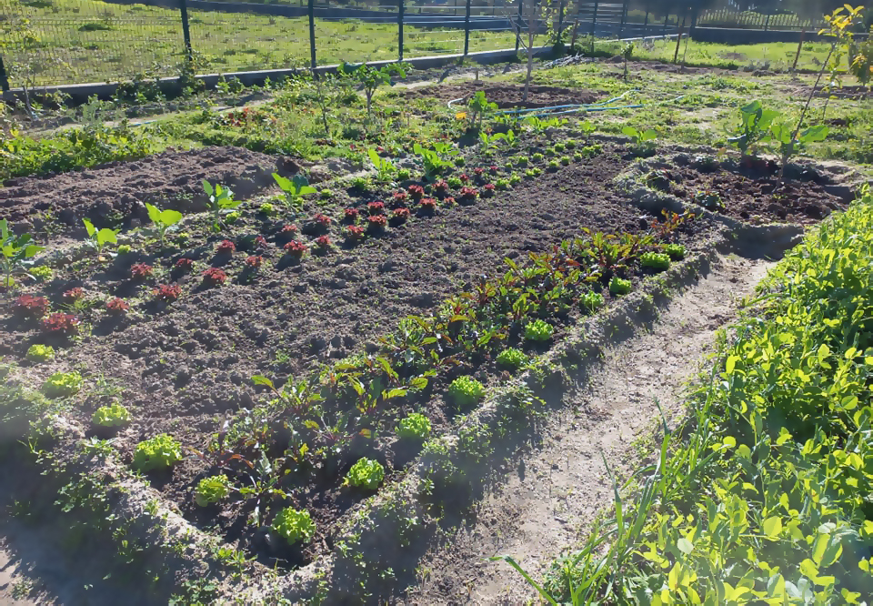 Iniciamos o processo de cultivo da horta seguindo as regras a agricultura biológica.