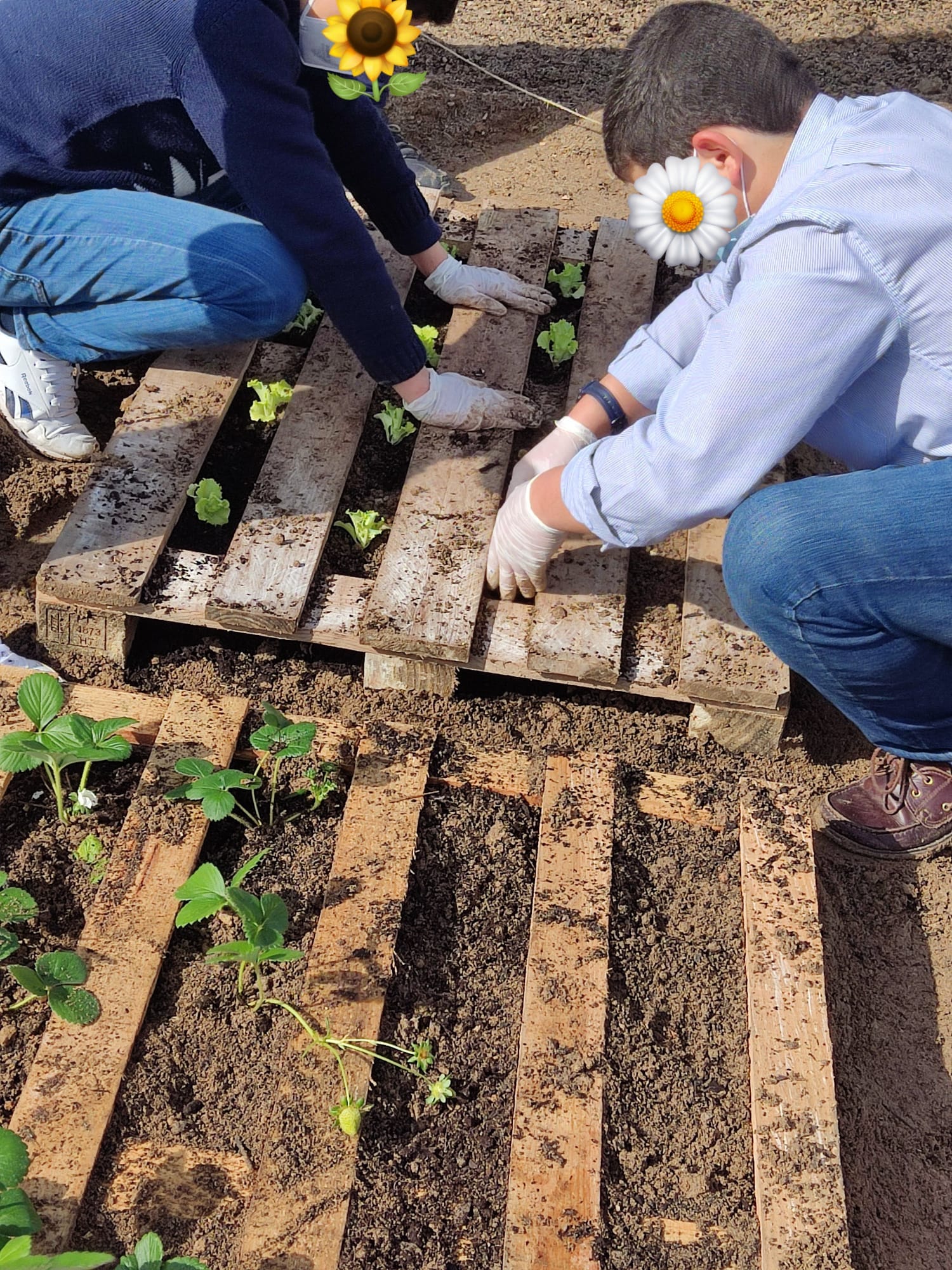 Um grupo de alunos a cultivar alfaces e morangueiros, em paletes, num canteiro da horta pedagógica.