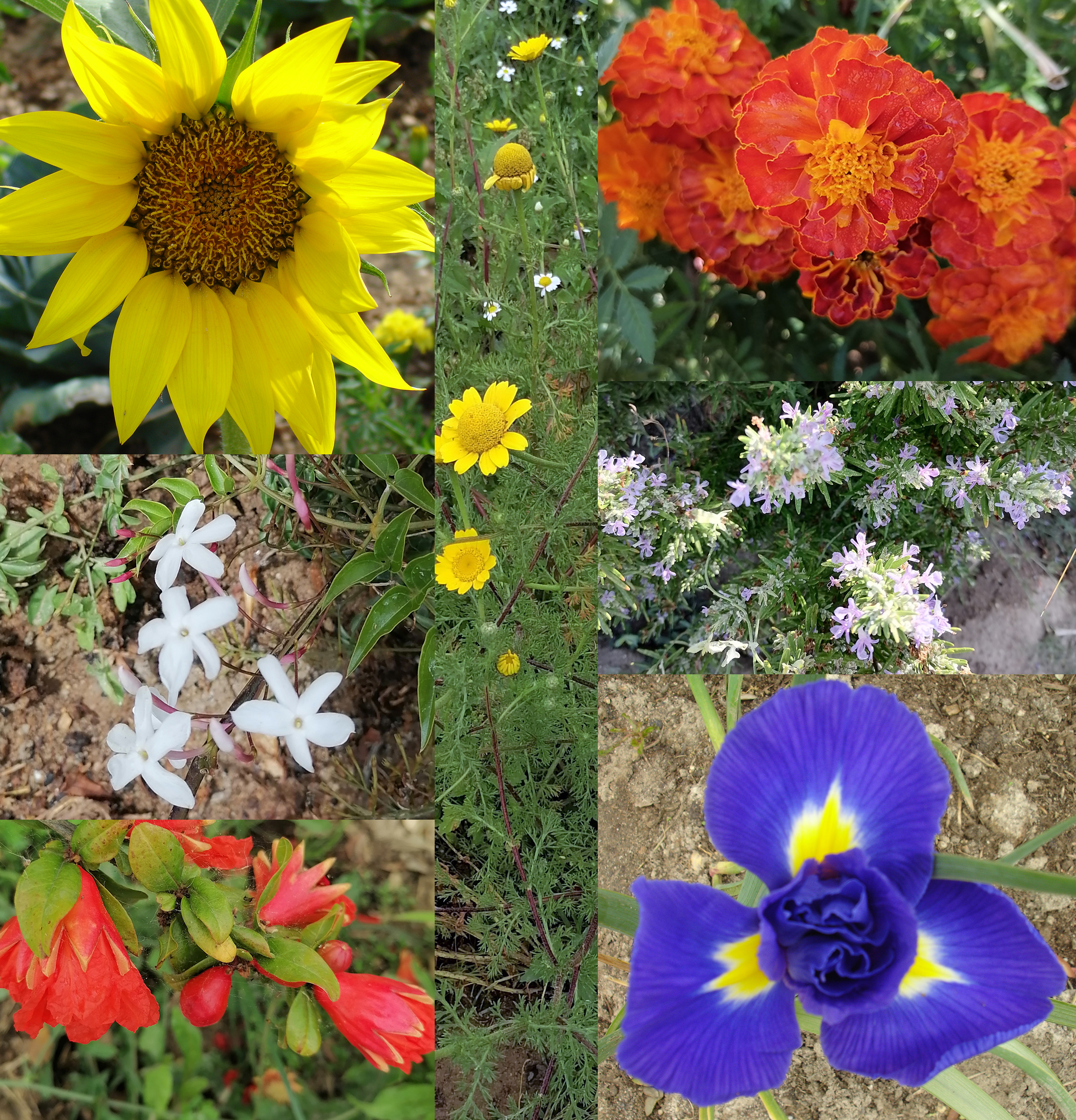 A diversidade de flores na horta pedagógica