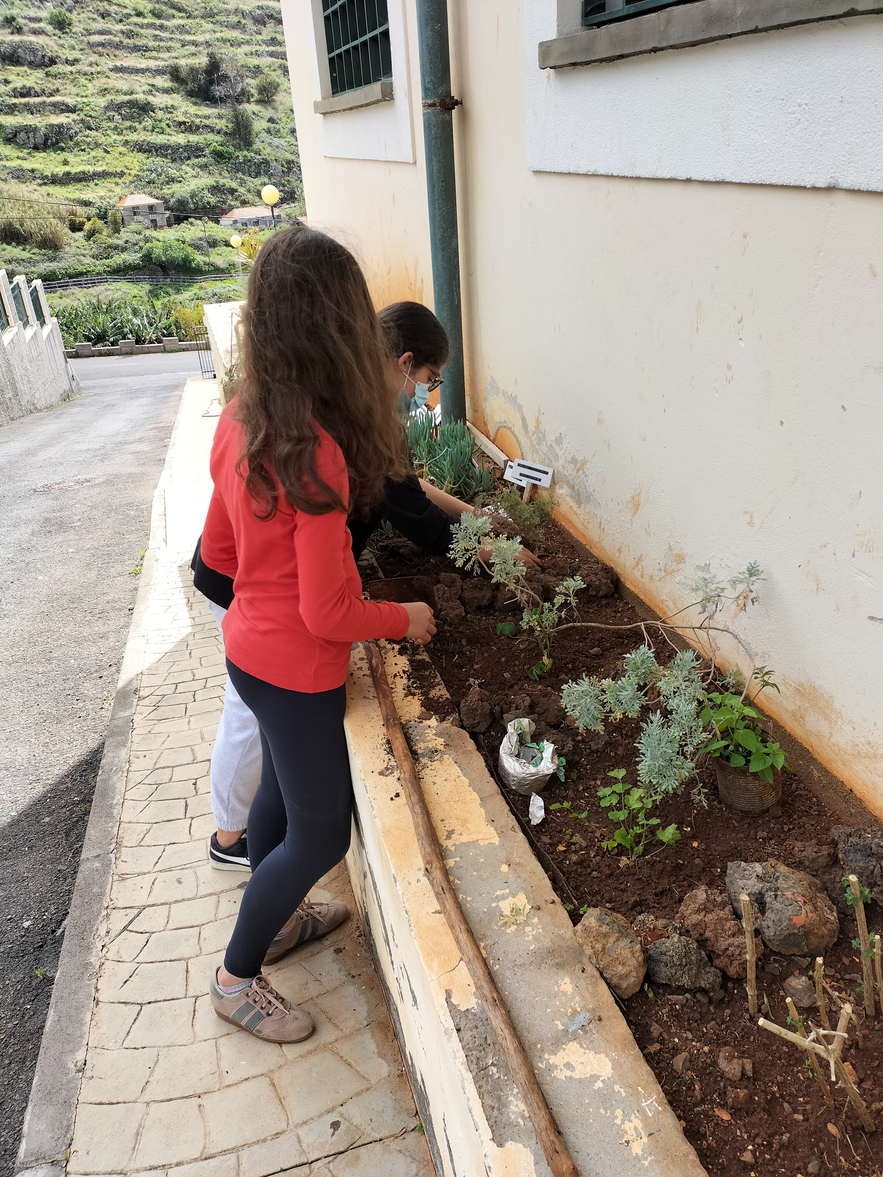 Os alunos preparam e repõem plantas no canteiro das aromáticas.