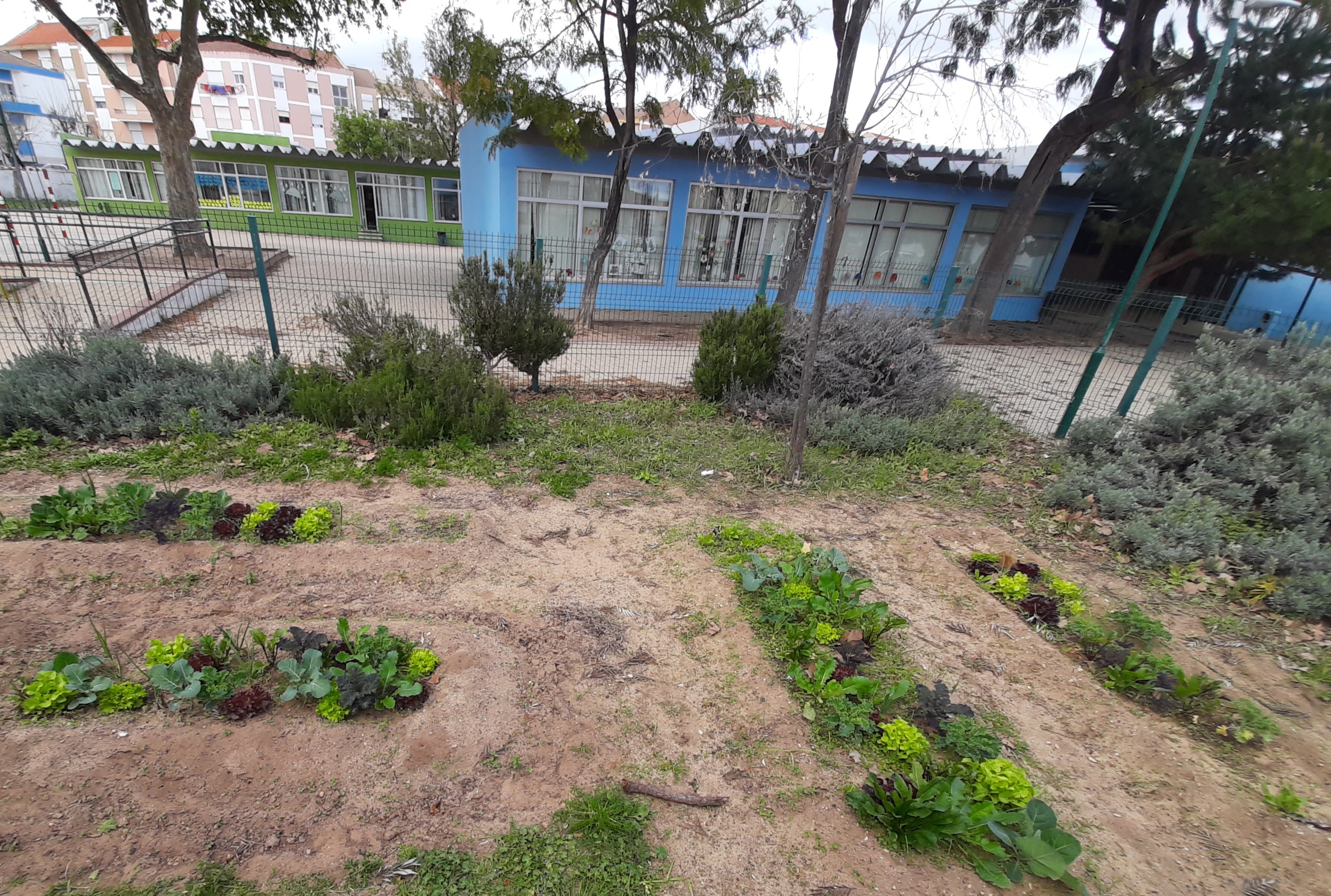 Com as mãos na terra...
«A horta da nossa escola, continua a ser cuidada pelos nossos meninos, que apesar de pequenos, são muito interessados e participativos. E aqui estão os nossos legumes saudáveis a crescerem felizes! »