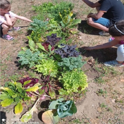 Na nossa horta, nós aprendemos a mexer na terra, a cultivar e semear os alimentos, a regar, a respeitar o ambiente e a criar hábitos de vida saudável. Fizemos e continuamos a fazer compostagem.