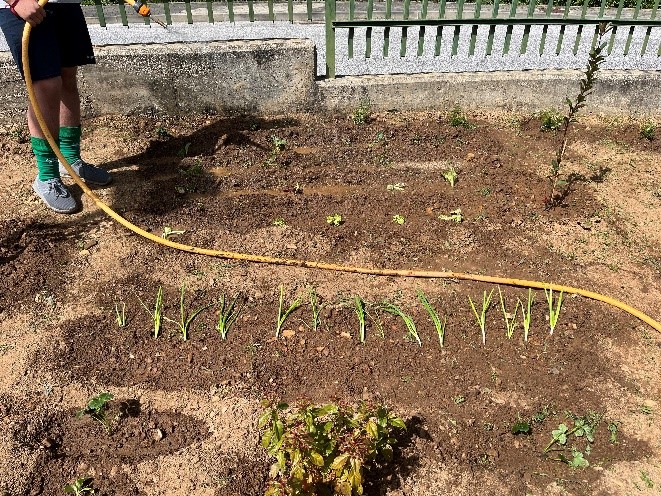 Plantação de diferentes hortícolas, tais como: cebola, couve, repolho, tomate, pimento, curgete e alface. Rega de toda a plantação.