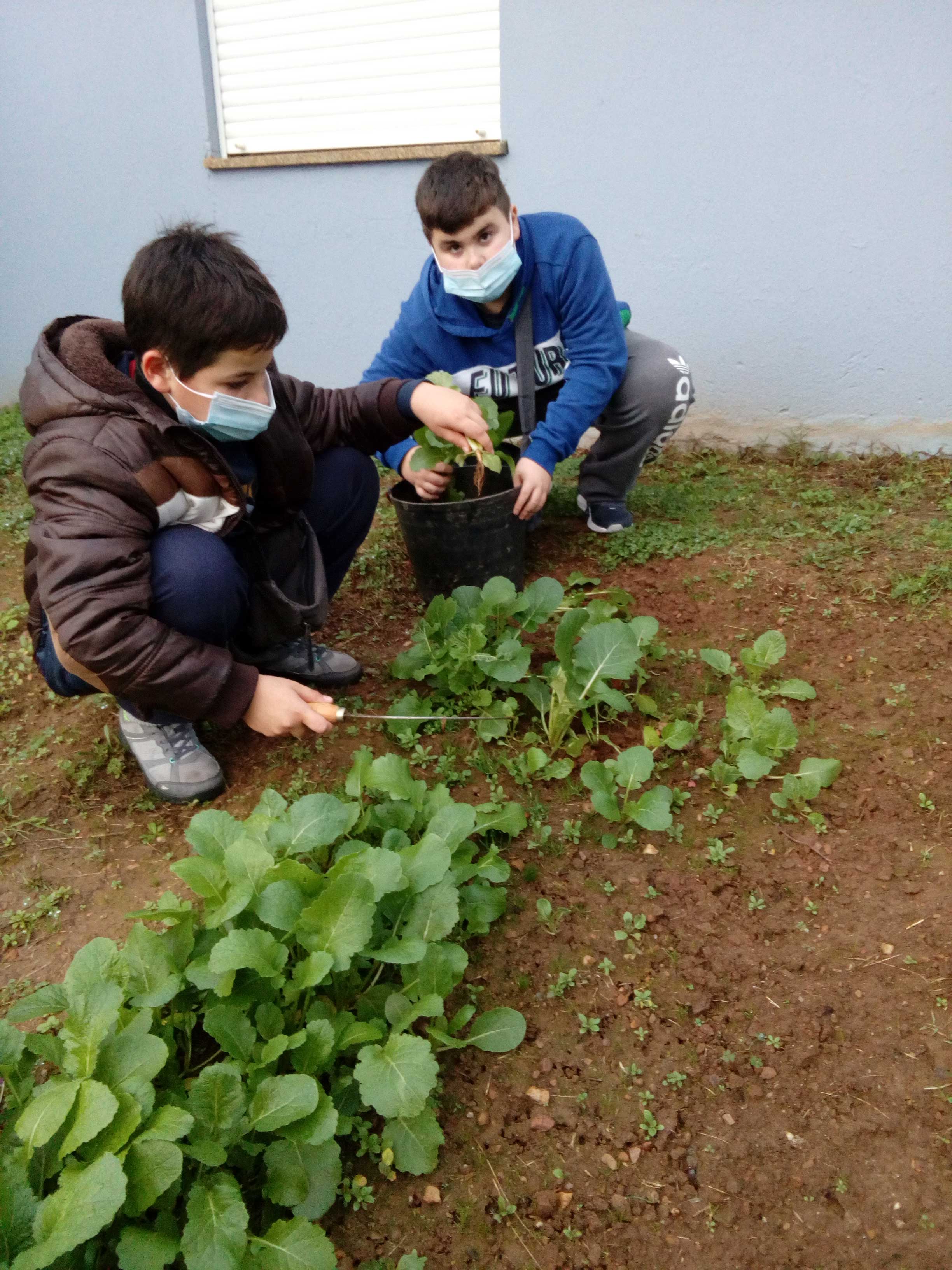 Colheita de legumes - horta exterior. Os alunos fazem a colheita de legumes na horta exterior.