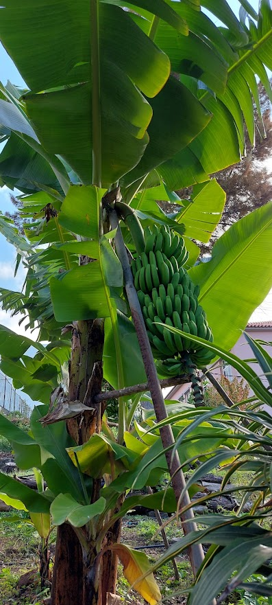 Bananeira com cacho quase no ponto de colheita.