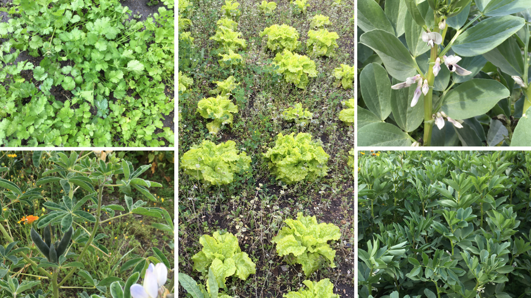 Abril de 2022 – Alguns aspetos da horta: favas, alfaces, tremoceiro e coentros da 2ª sementeira.