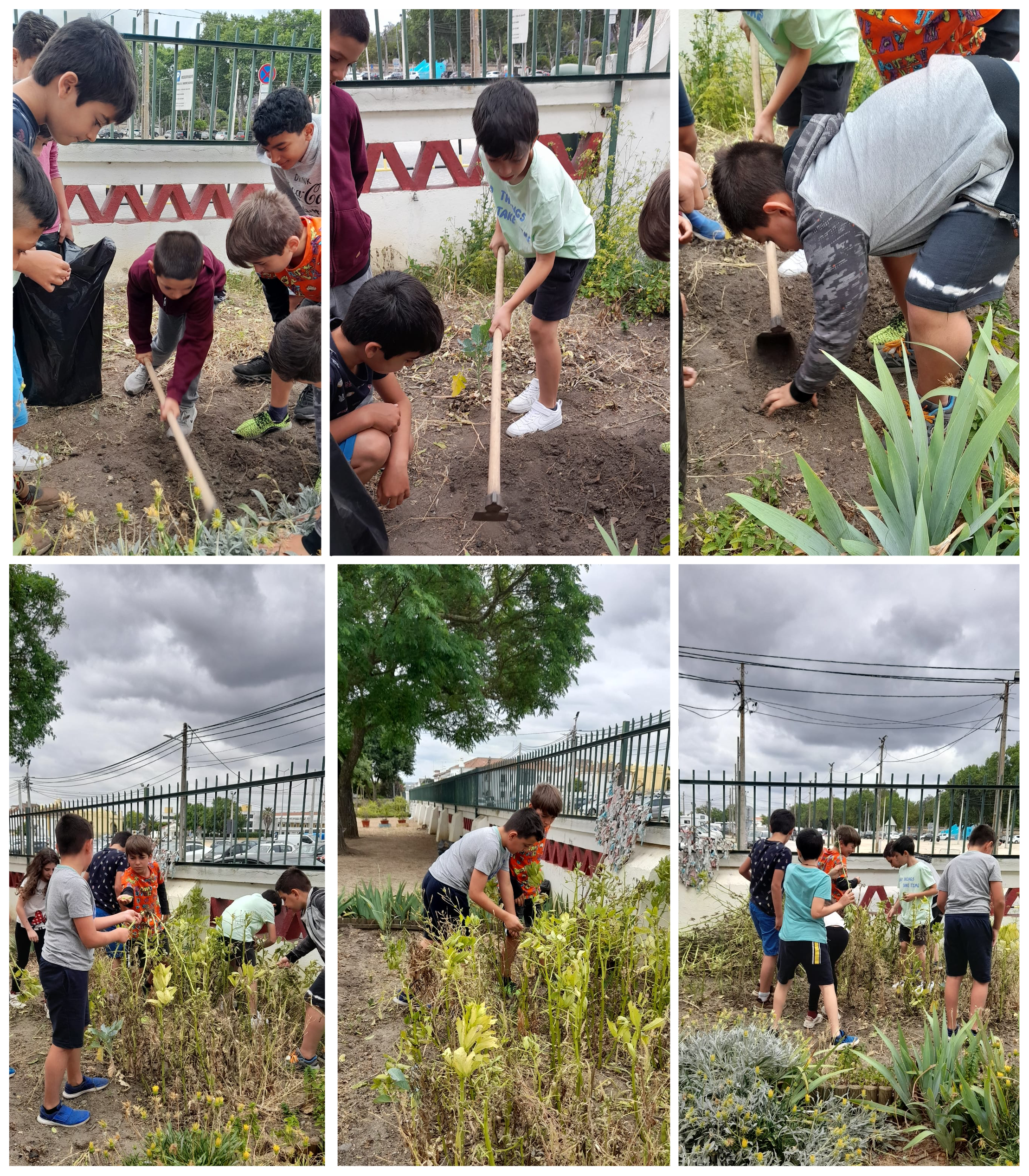 Maio de 2022 – Os alunos do 4º A desenterraram e apanharam as batatas, colheram as últimas favas que guardamos para semente e limparam o terreno para a plantação das batatas-doces em junho.