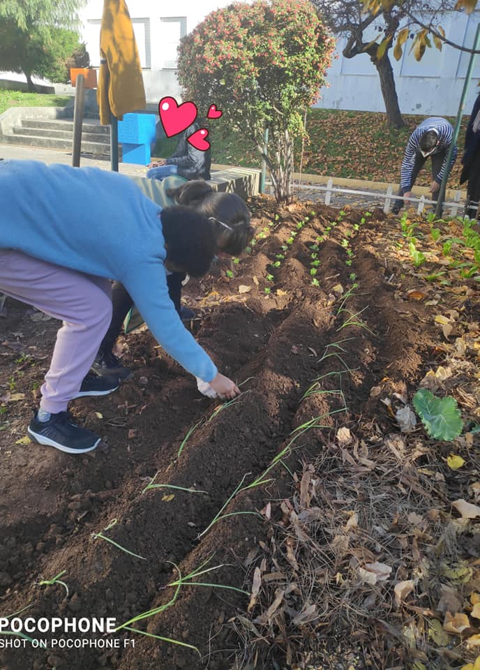Plantando couves e cebolas