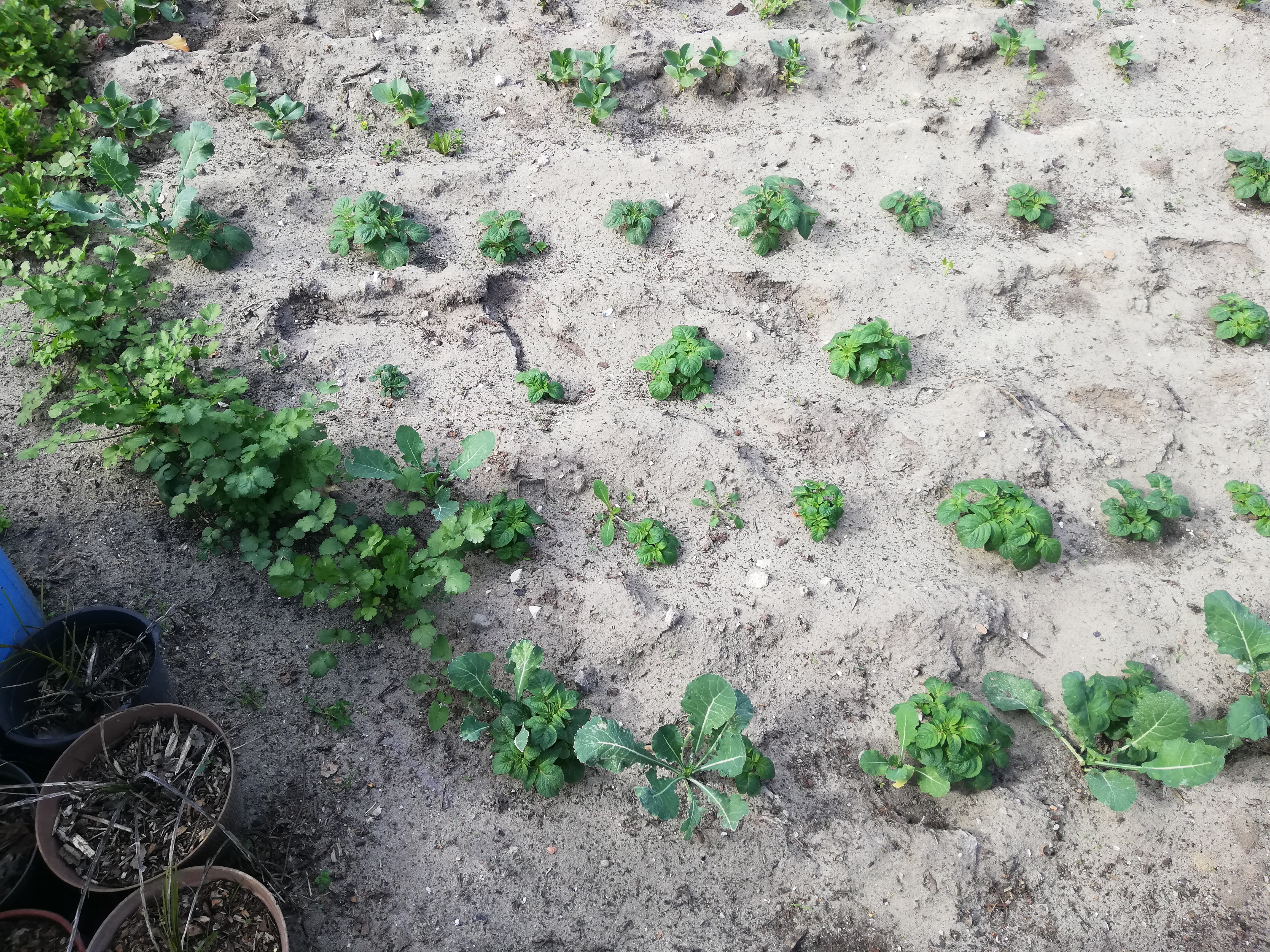 A plantação de batata em crescimento, em 21 de março de 2022.