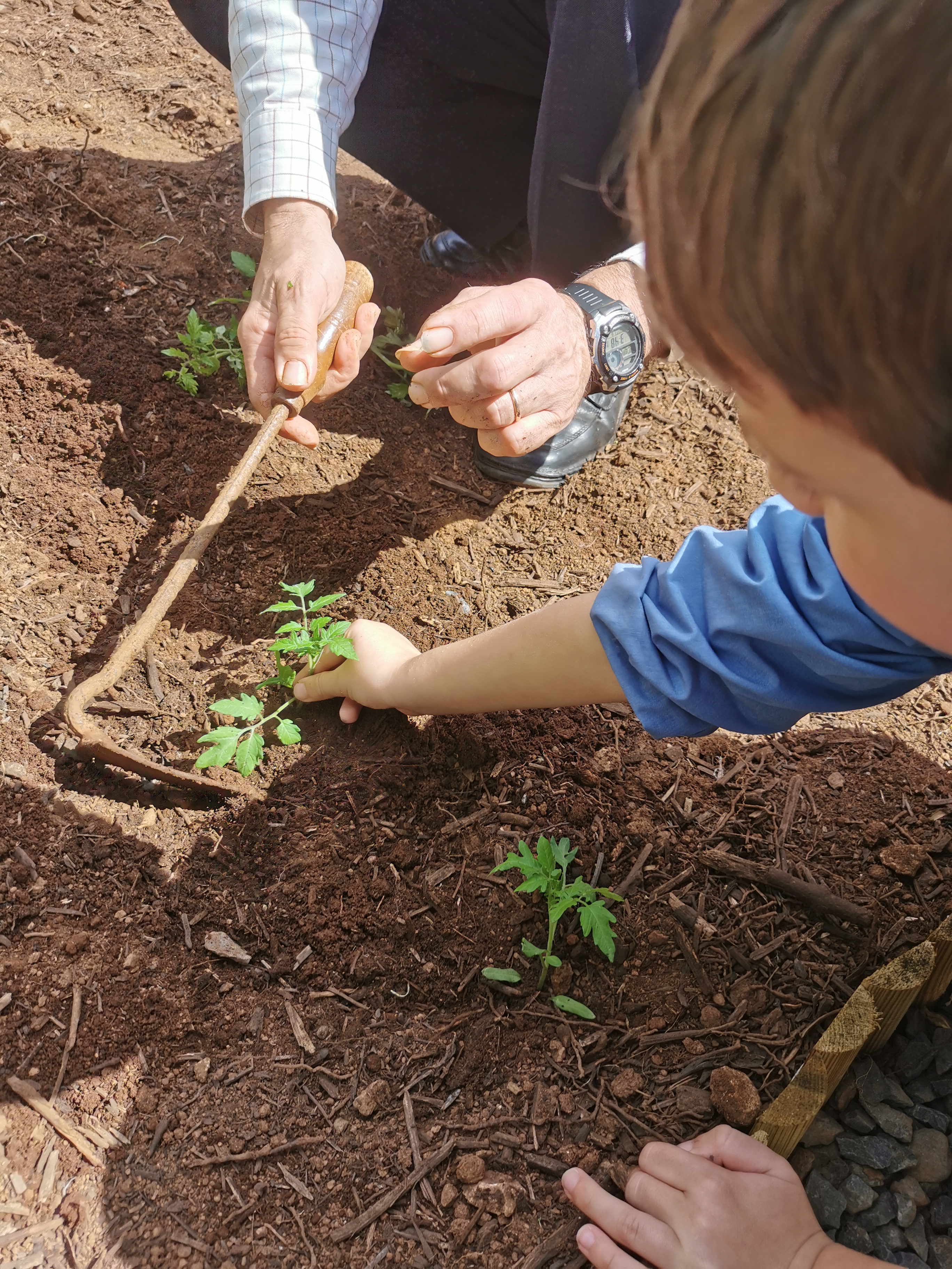 participação das crianças na plantação de diferentes ervas aromáticas