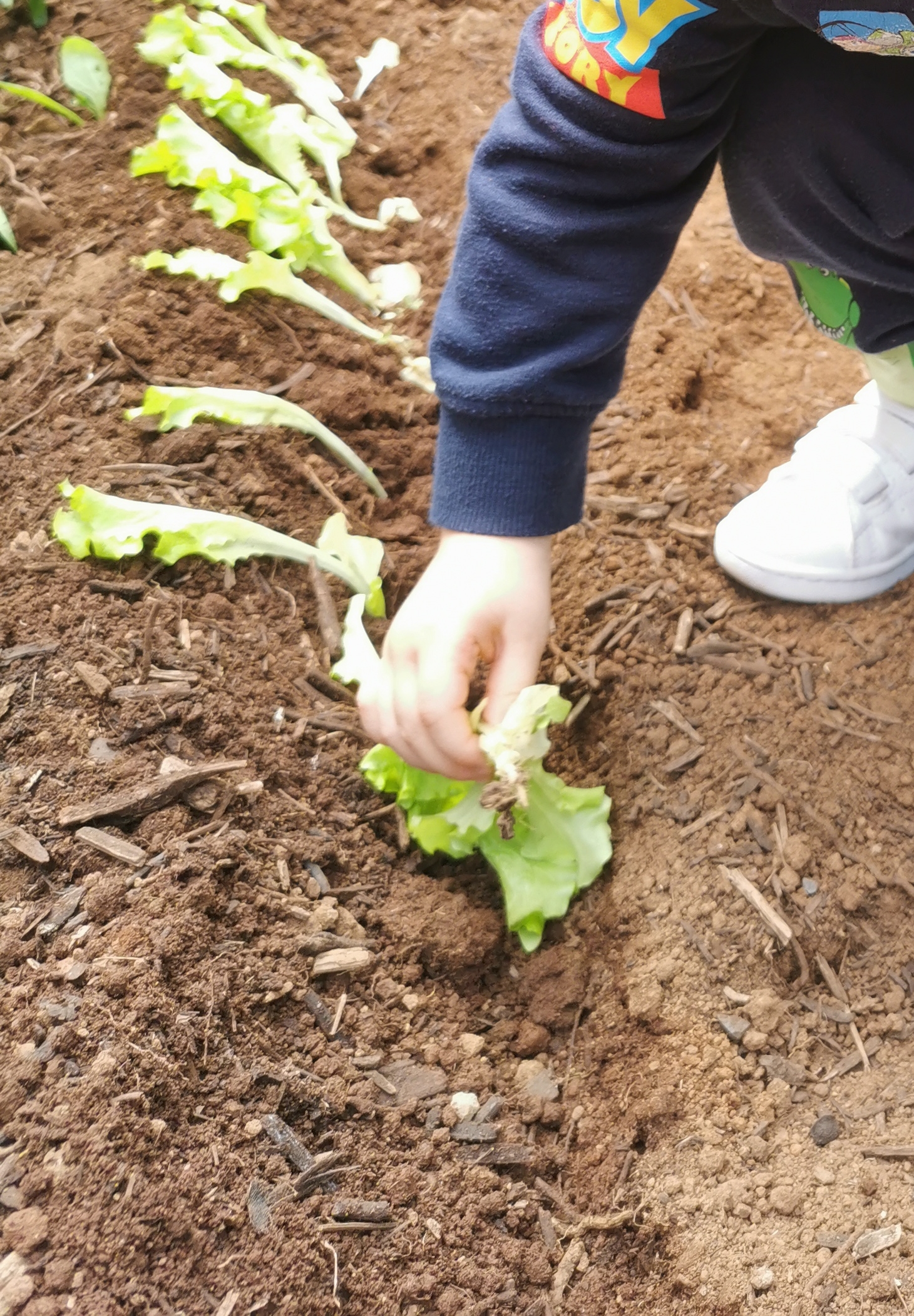 participação das crianças na plantação de diferentes legumes