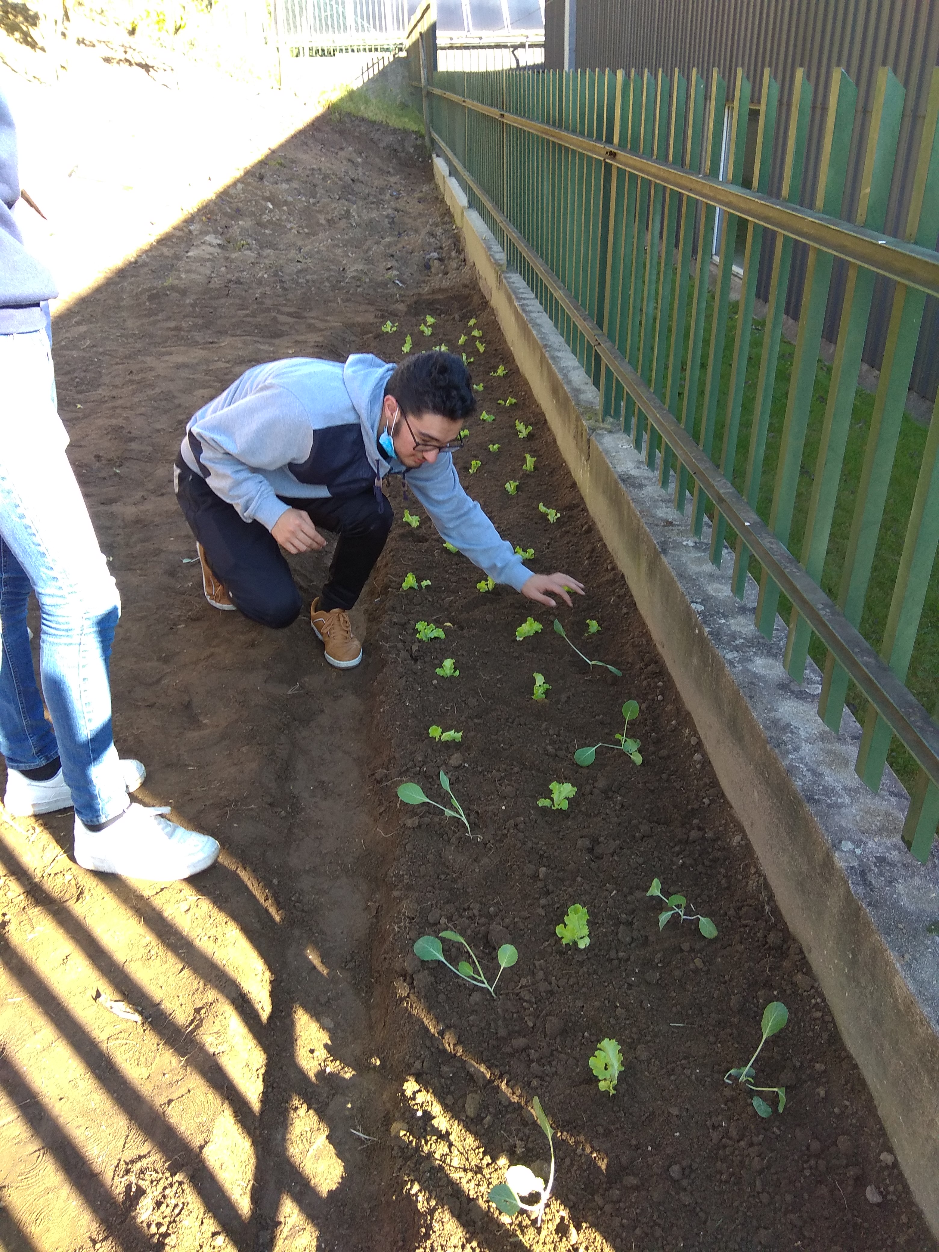 Alunos do Clube Eco-escolas a transplantar as plantinhas de ervilha.