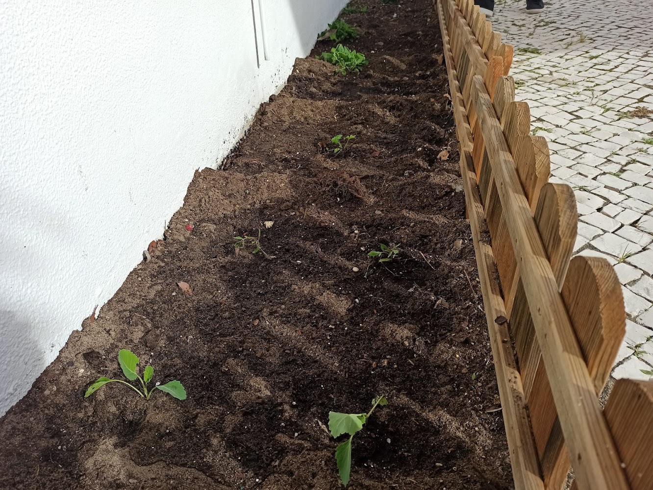 horta já com vários legumes semeados - couve / tomate / pimentos e fava.
