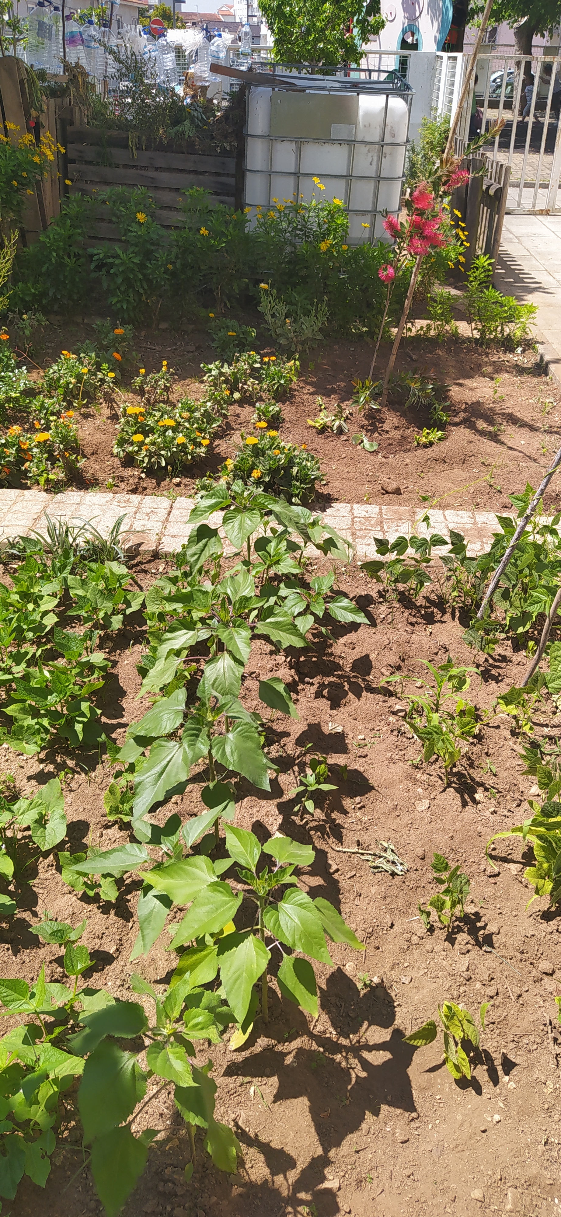 A horta foi ampliada com a colaboração de elementos da Junta de Freguesia de Águeda, e as crianças continuam as suas plantações. Plantaram-se mais tomateiros, girassóis e plantas que embelezam e permitem a Biodiversidade.