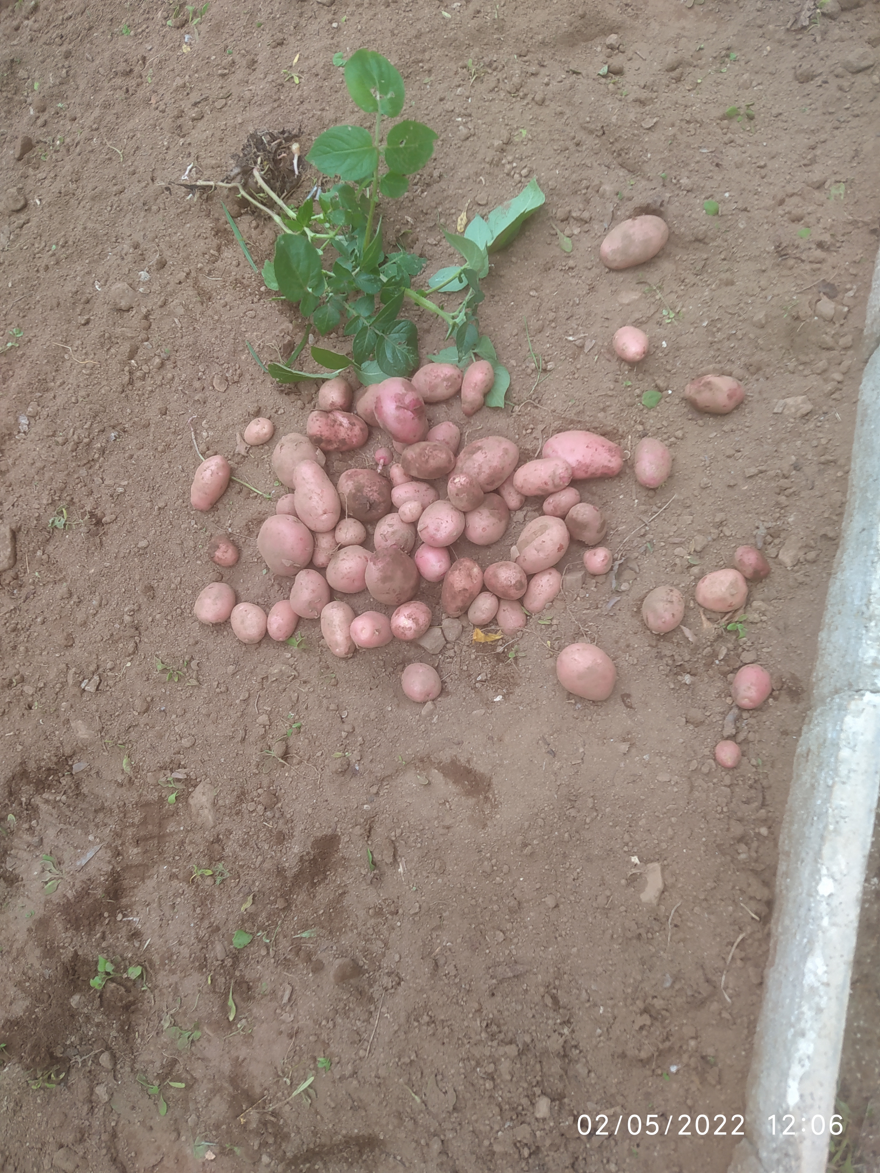 As batatas foram arrancadas. Algumas crianças desconheciam que as batatas se desenvolvem debaixo da terra e foi uma boa aprendizagem. A  batata é um tubérculo que todas as crianças apreciam e que pode ser cozinhada de diferentes formas.