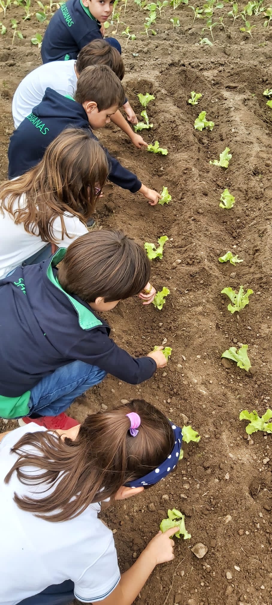 Os alunos do 2.º ano a semearem nabiças e alfaces