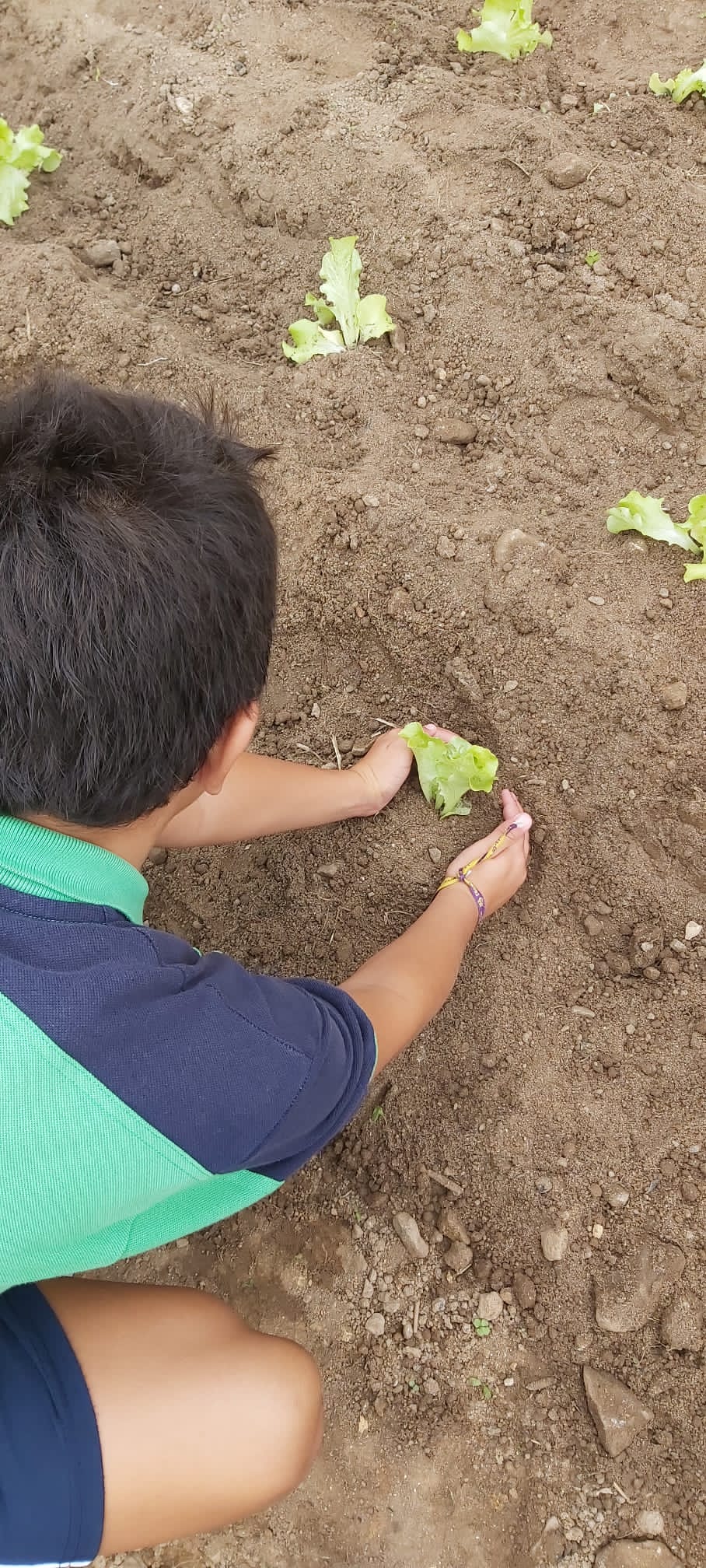 Os alunos do 2.º ano a semearem nabiças e alfaces