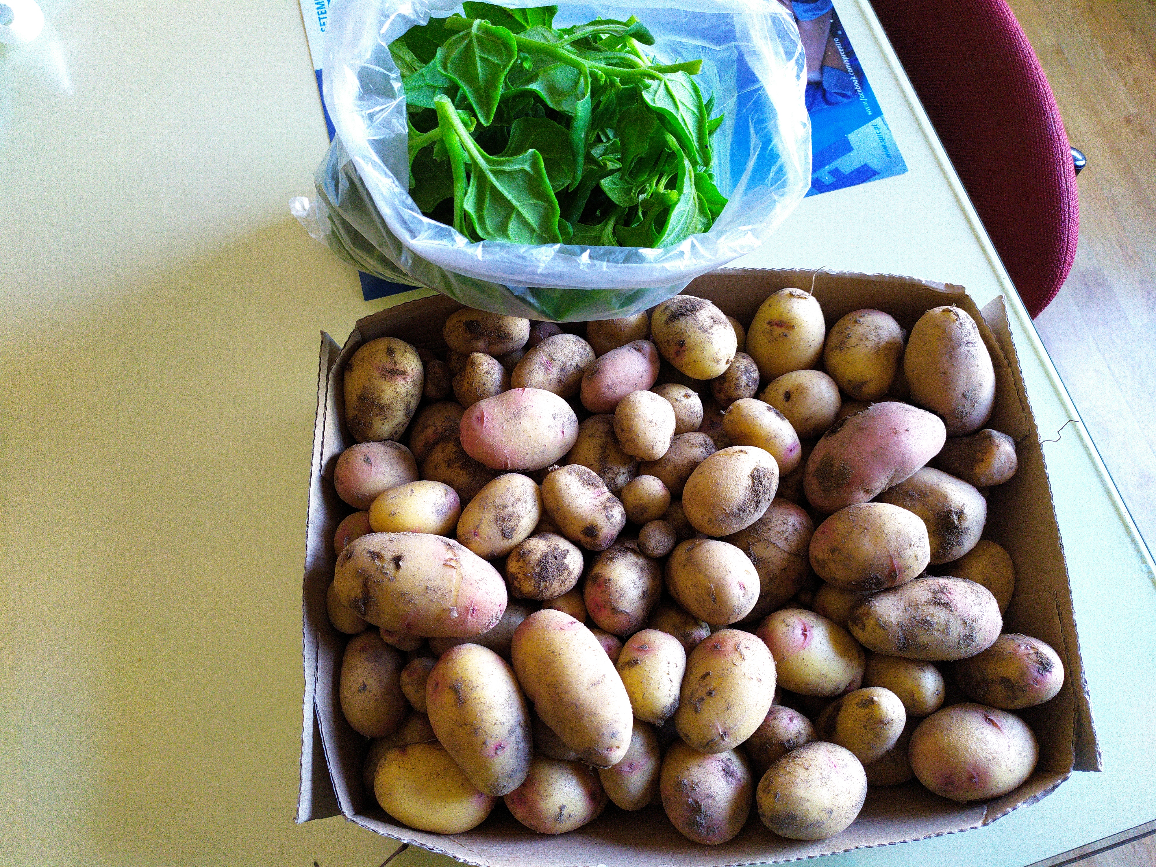 Batatas e espinafres colhidos na horta bio.