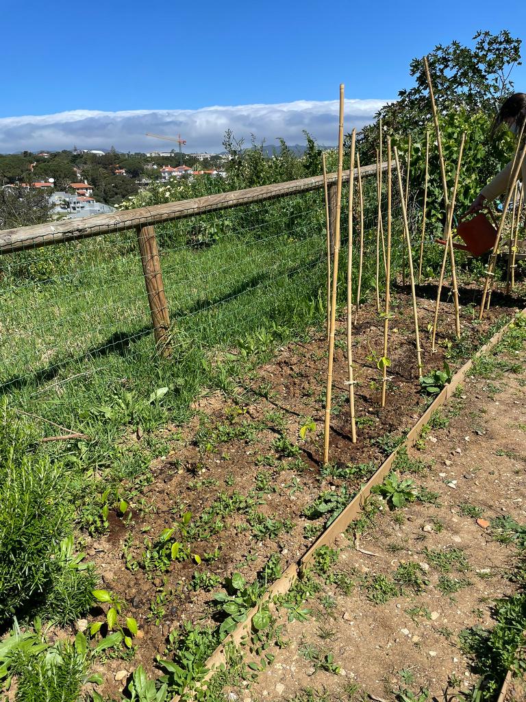 Colocação de estacas para tomateiro - Março 2022