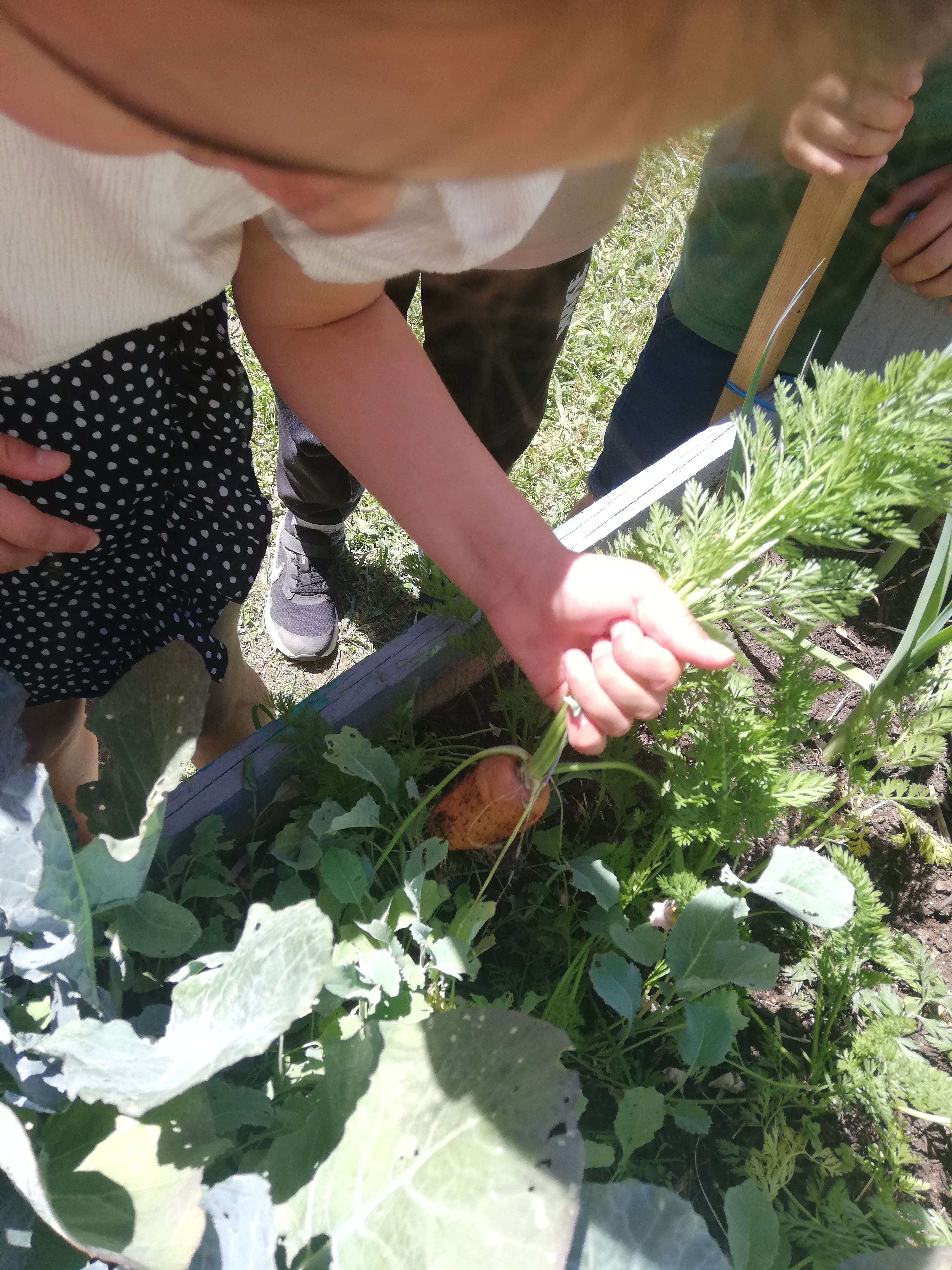 Os alunos colhem as belas cenouras biológicas.