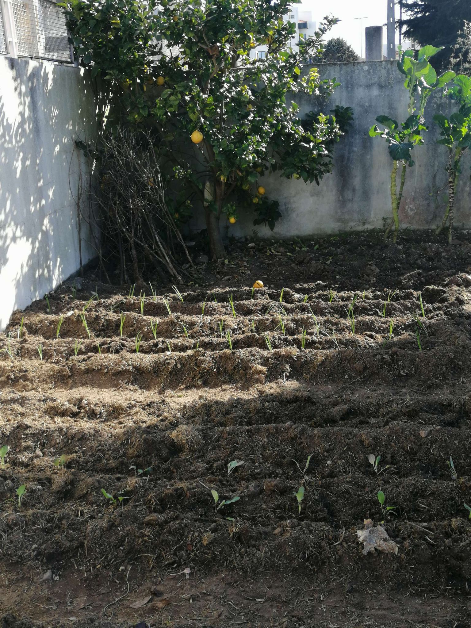 E aqui  está a nossa horta! Juntos retirámos as ervas daninhas e depois de remexida e limpa a terra, cultivámos favas, couve roxa, ervilhas, cebolas.