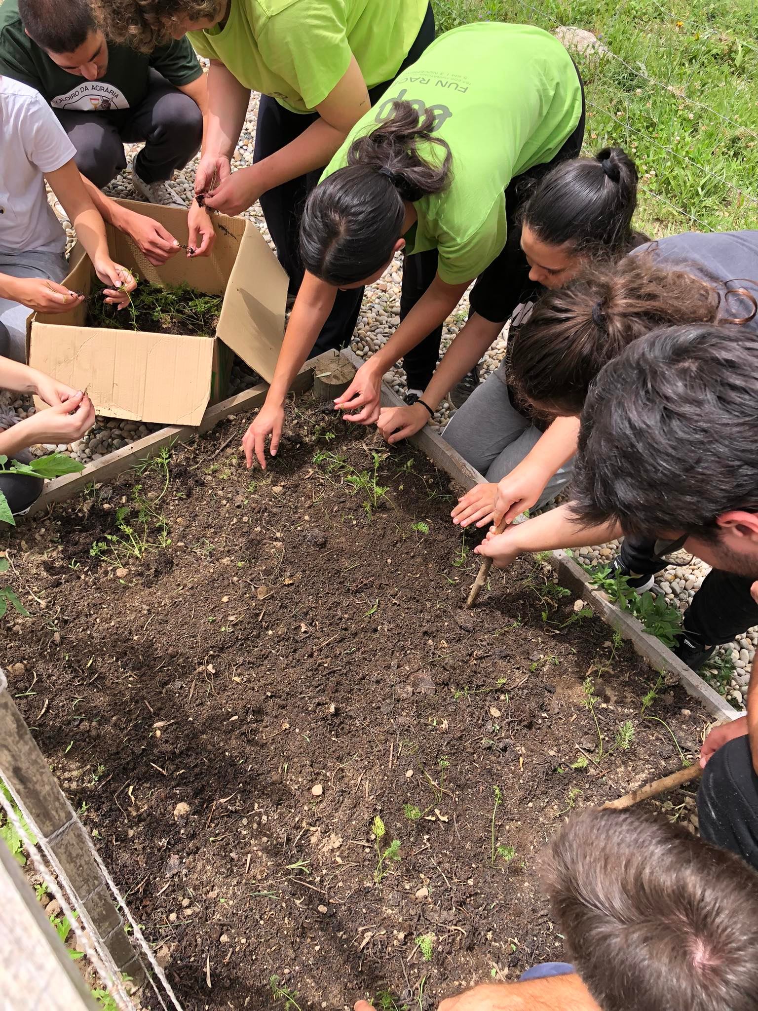 Atividade da iniciativa da Associação de Estudantes da ESA e IAAS, com envolvimento de alunos de diferentes cursos e anos - sementeira de Luffa e plantação de tomate.