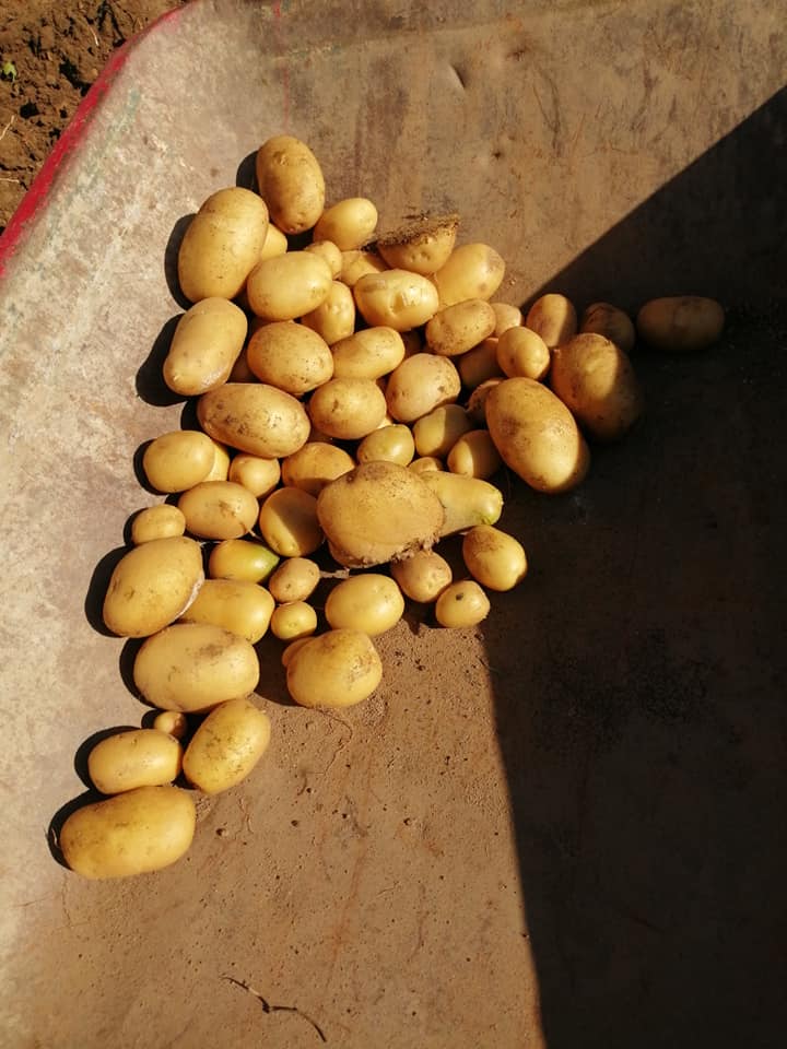 Este é o balanço da nossa Horta! Produção em "larga escala" e "não há mãos a medir" 
Batatas colhidas na nossa Hortinha