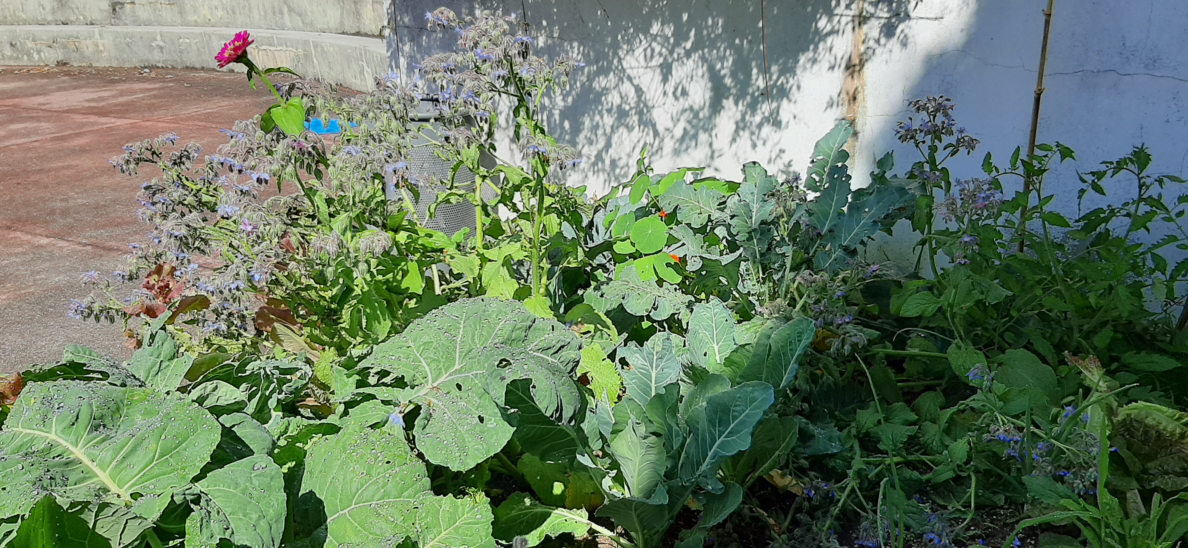 Panorâmica da parte de trás da horta: Borragem, cebola, couve galega, brócolos, tomate, capuchinha