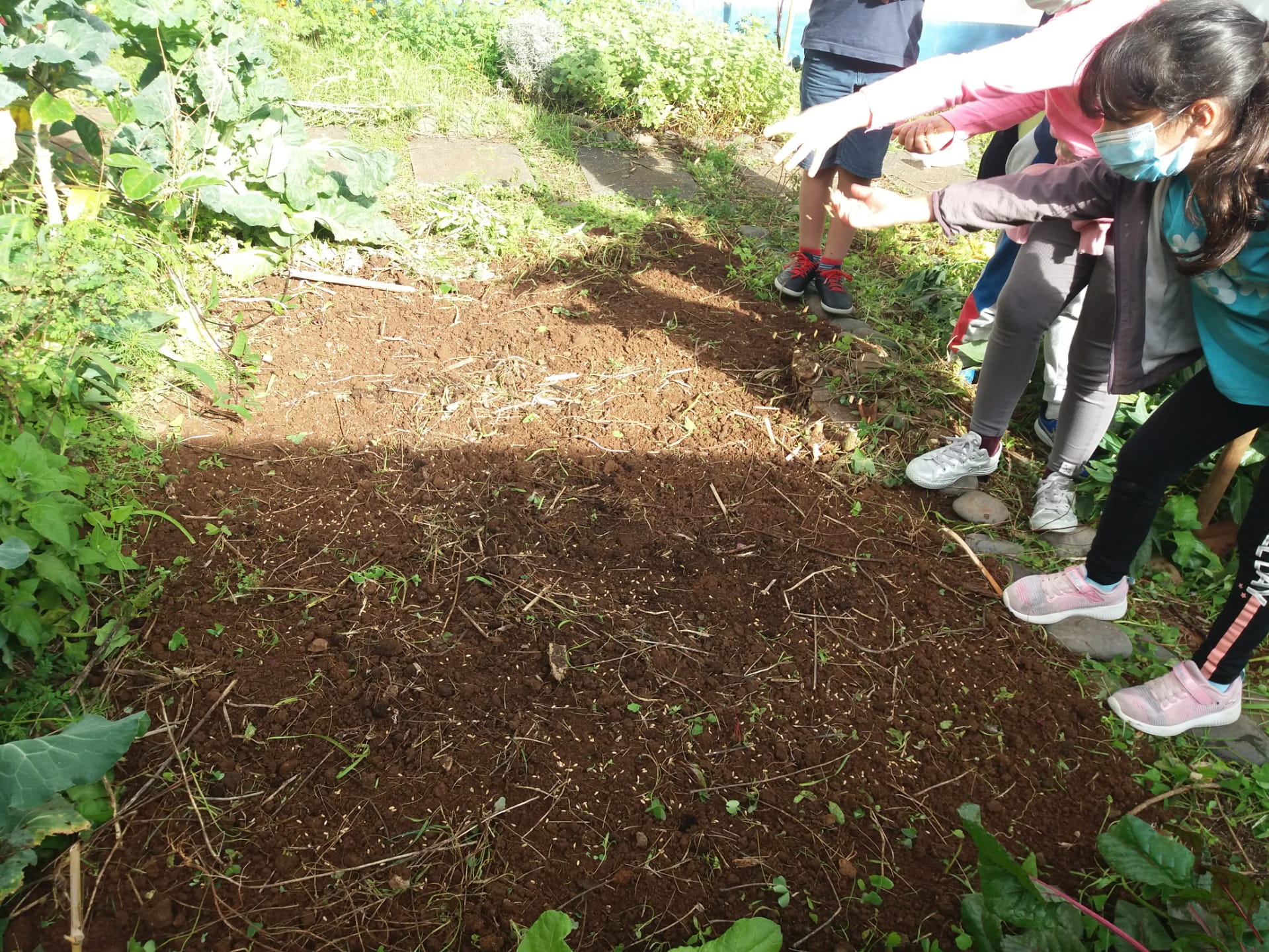 Sementeira do trigo pelos alunos do 2.ºA, na terra adubada com o composto retirado do compostor da horta.